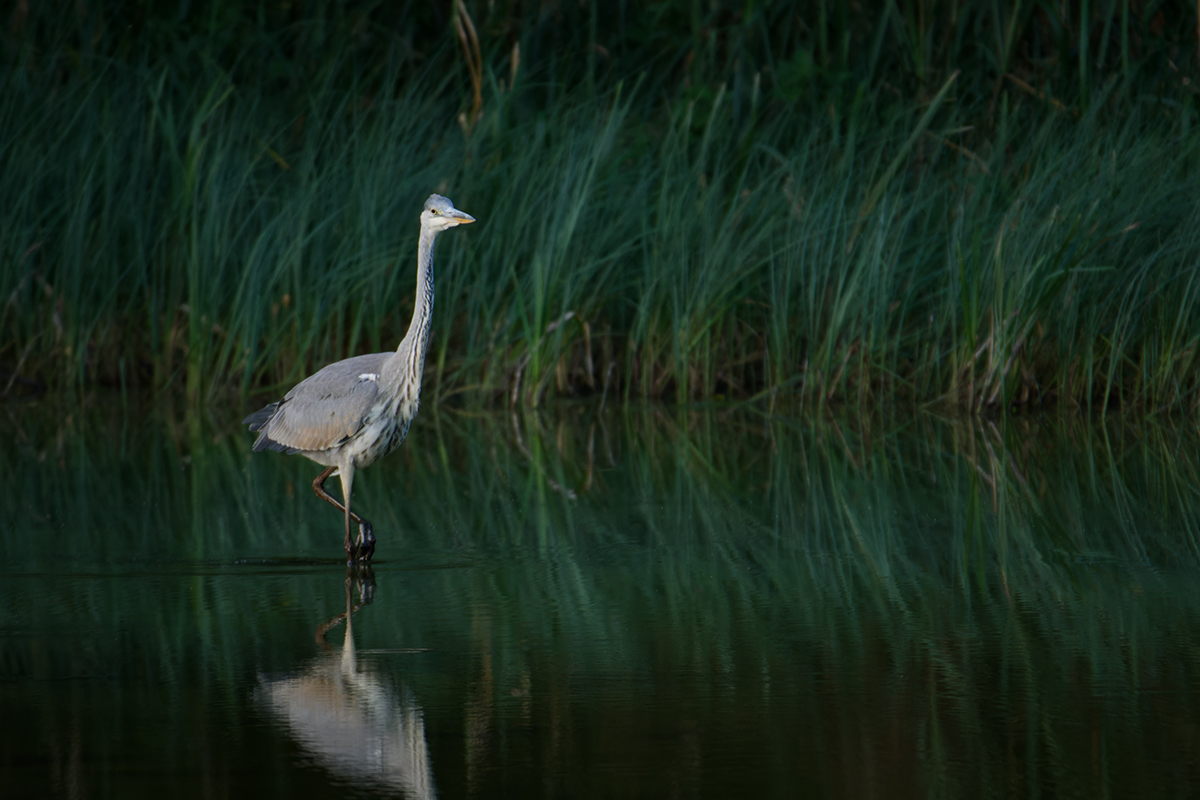 bird, птица, цапля, серая цапля, куршская коса, калининград, Хилько Марина