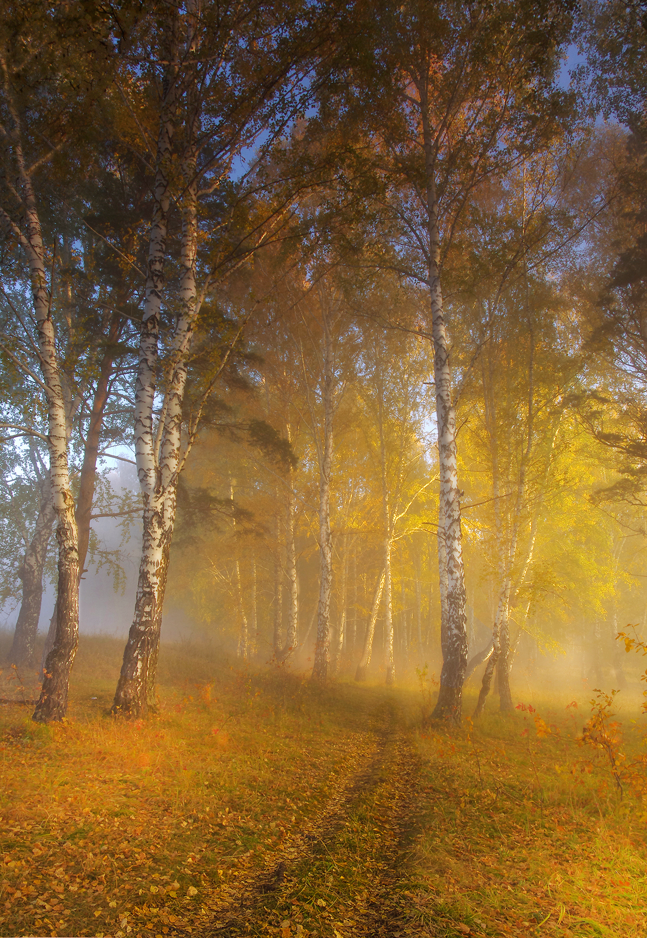 сибирь, утро, туман, берёзы, Чичкин Валерий