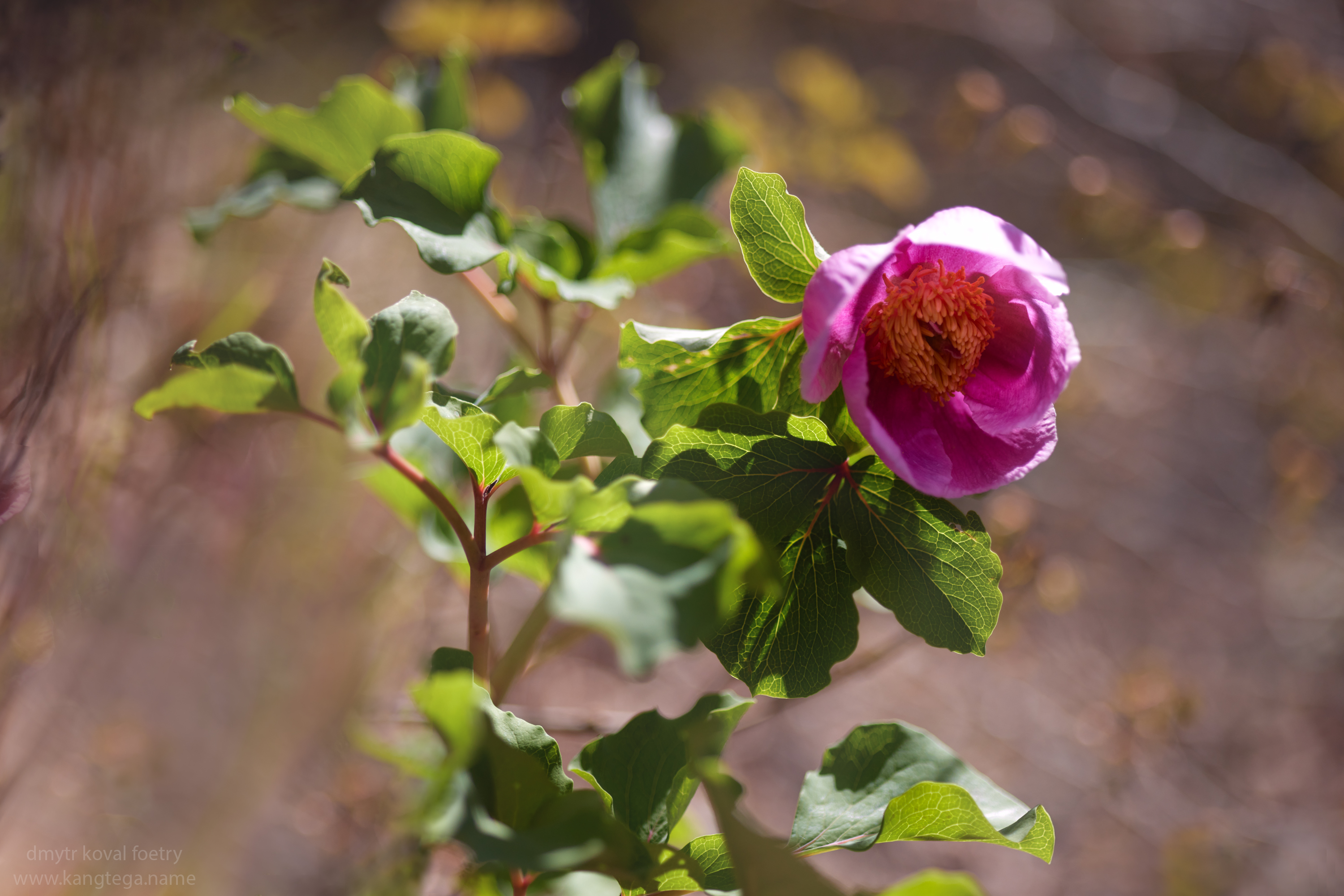 пейзажемагьё, пейзаж-как-виденье, Коваль Дмитр