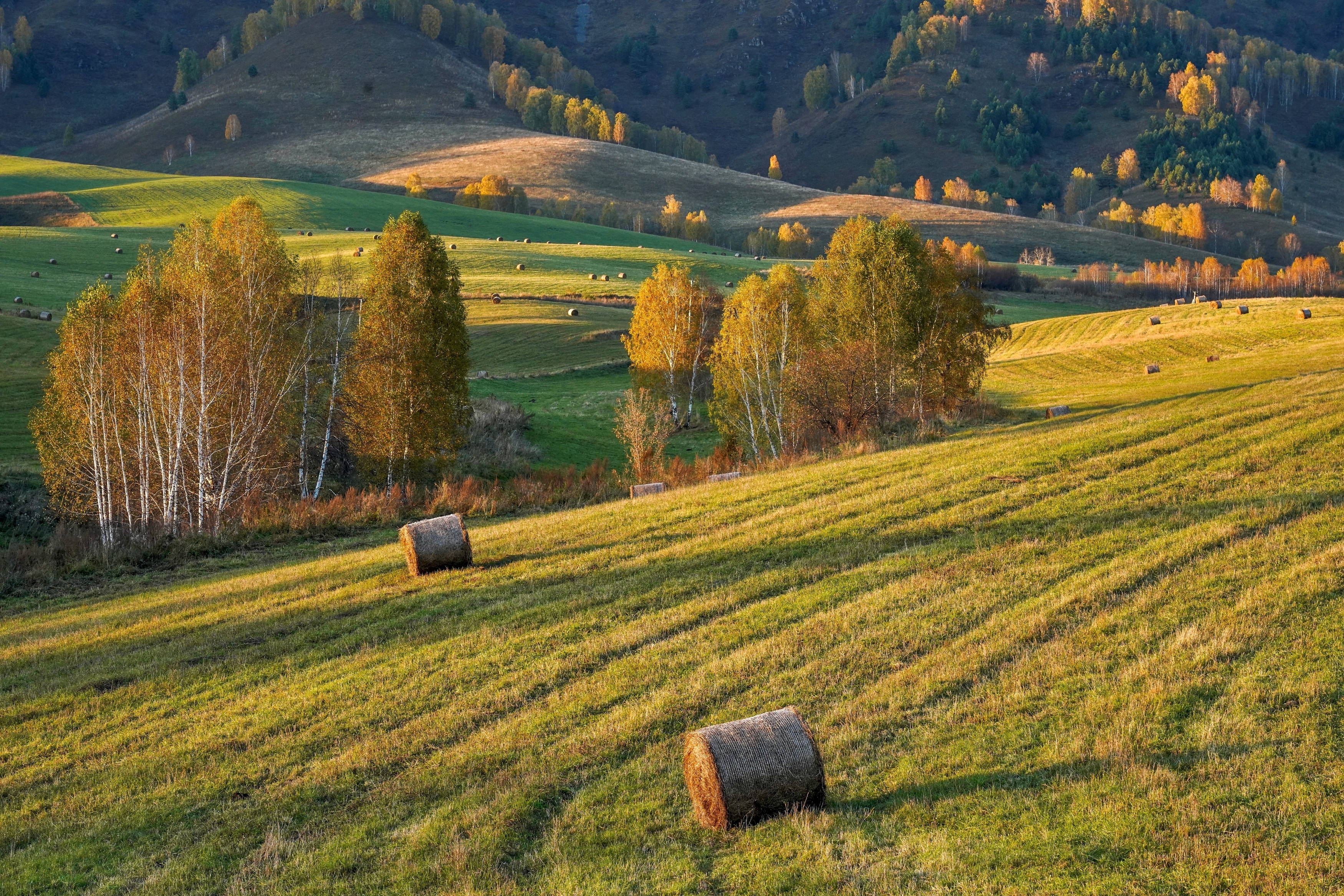 камлак. луга алтая, Кузнецов Андрей