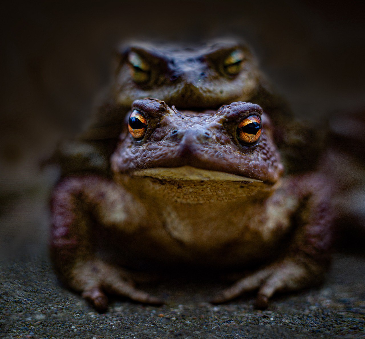 , Черновол Валентин