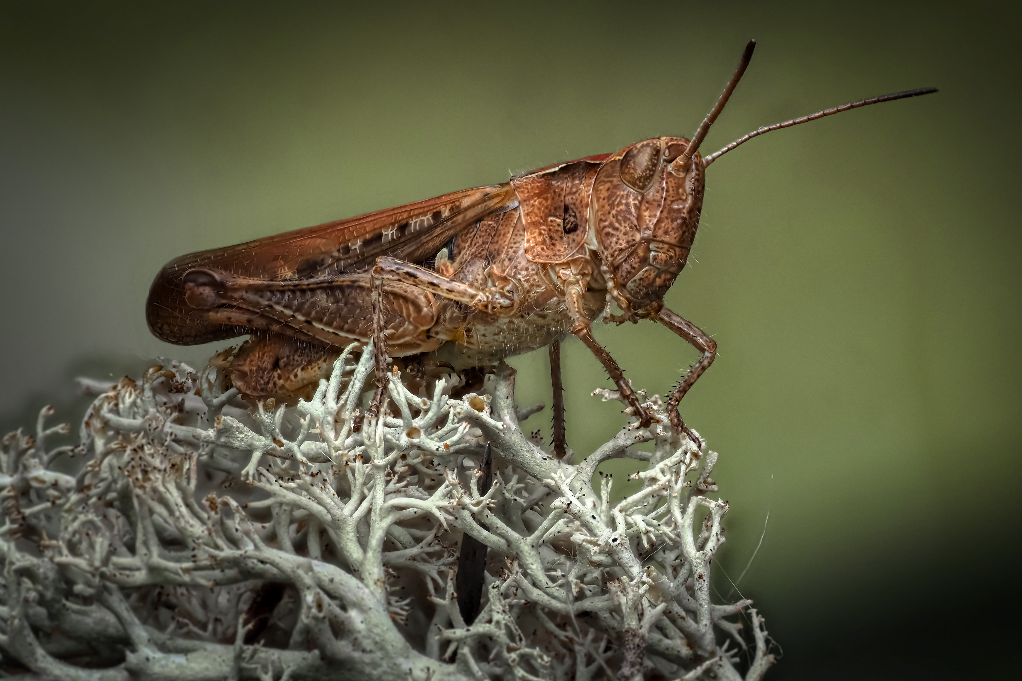 , Олег Савицкий