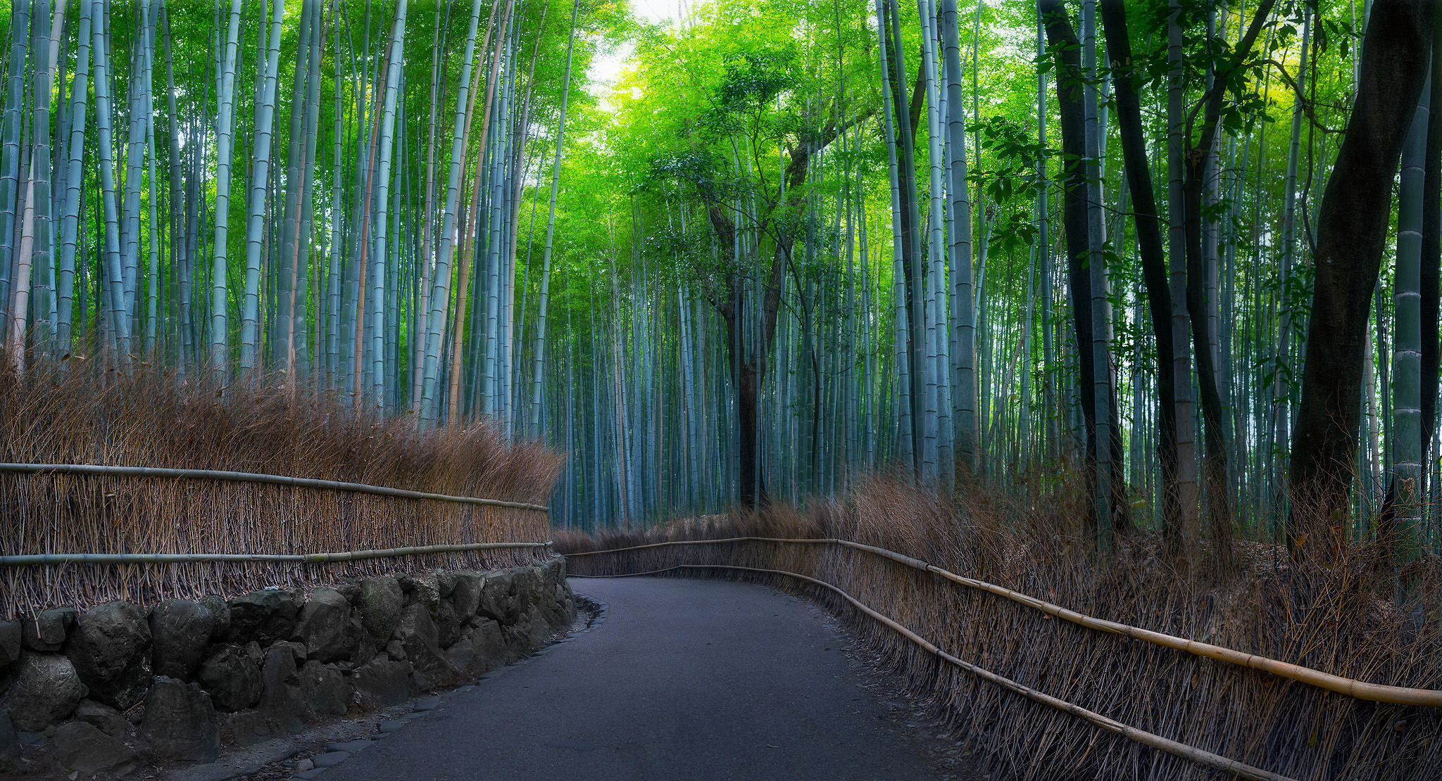 Arashiyama, Bamboo, Forest, Kyoto, Japan, Gubski Alexander