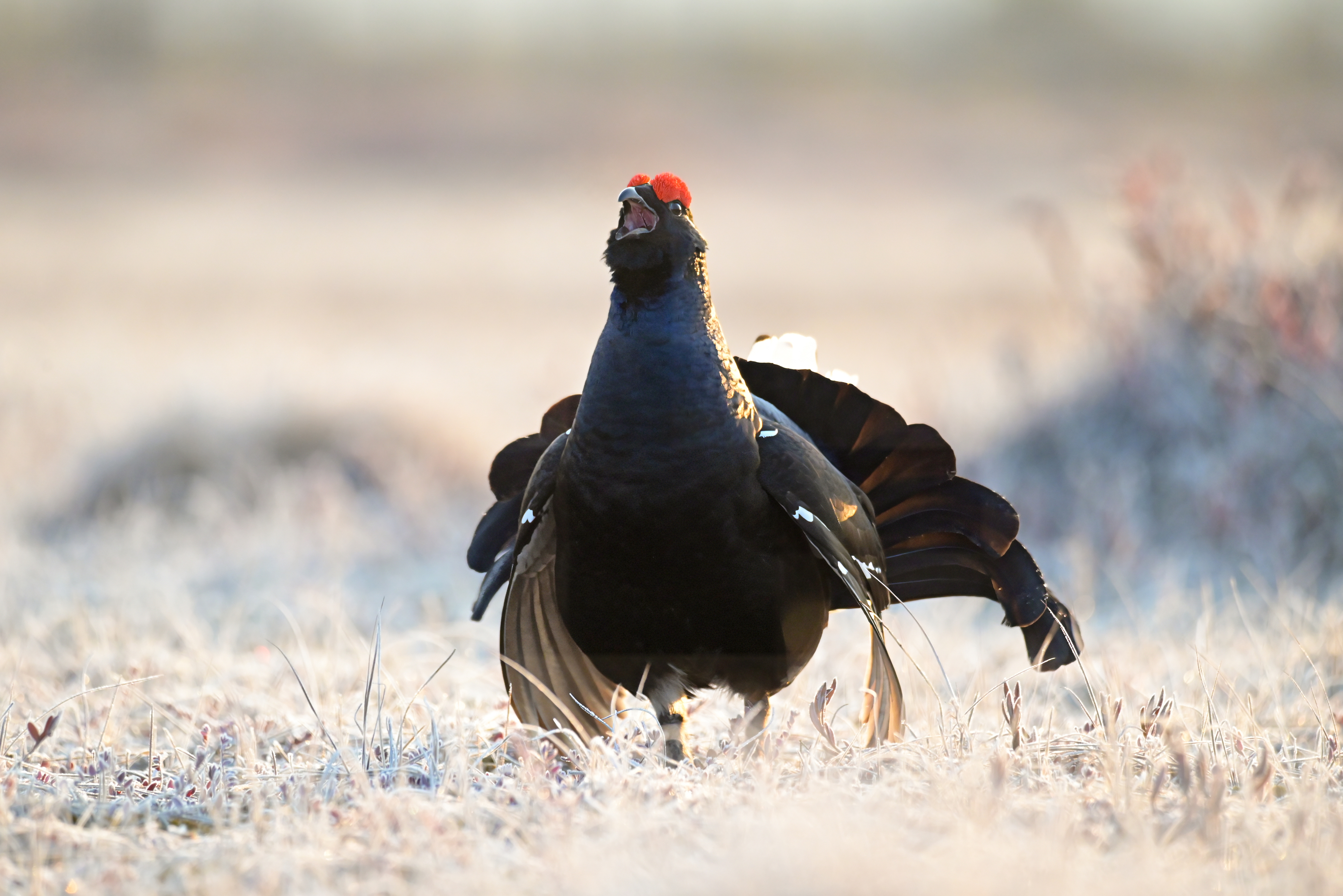 тетерев, grouse, fight, nature, bird, birdwatching, битва, ток, природа, птицы, Ярославль, крылья, взмах, полет, крики, wings, flight, Сергей Немцев
