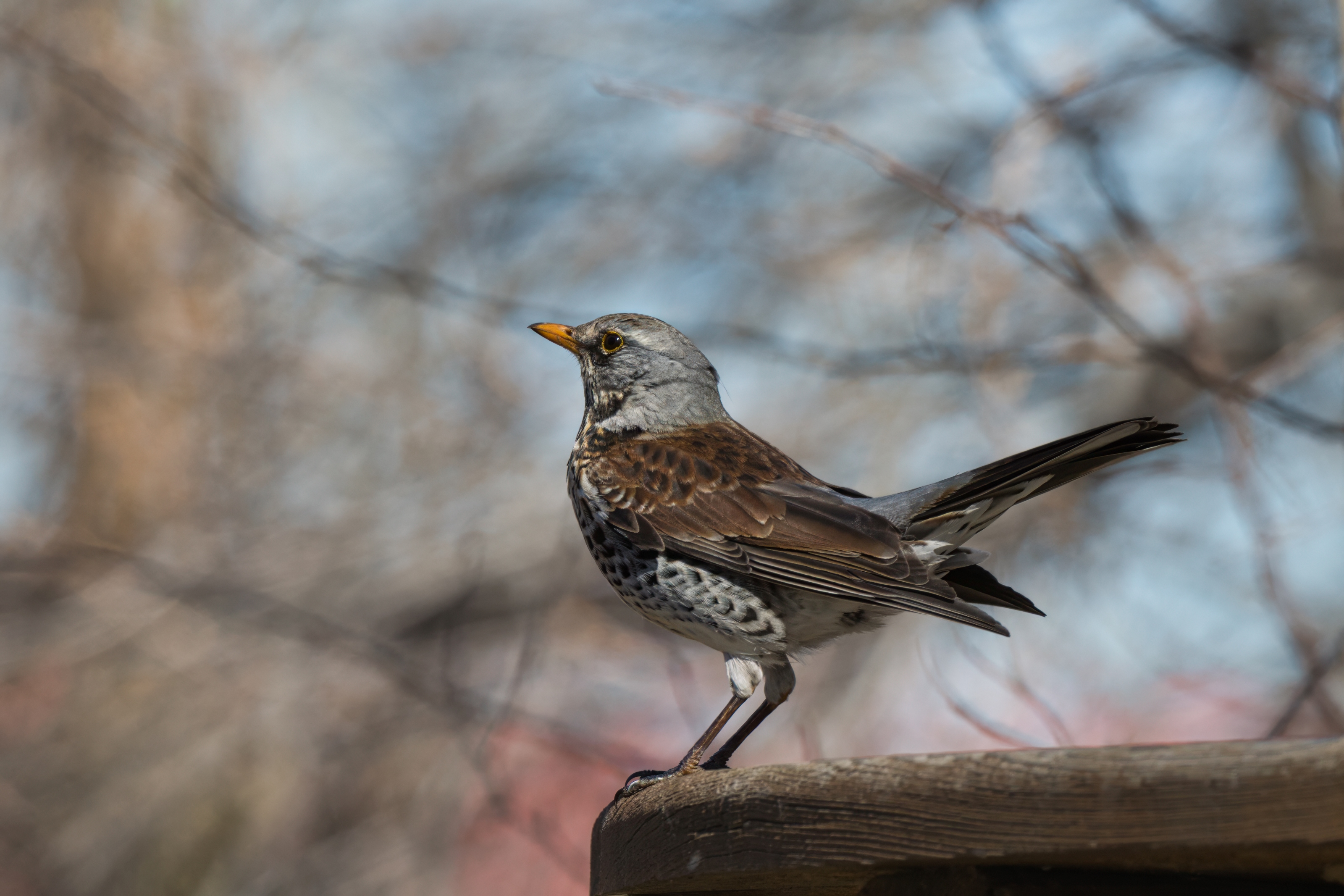 , Большаков Алексей