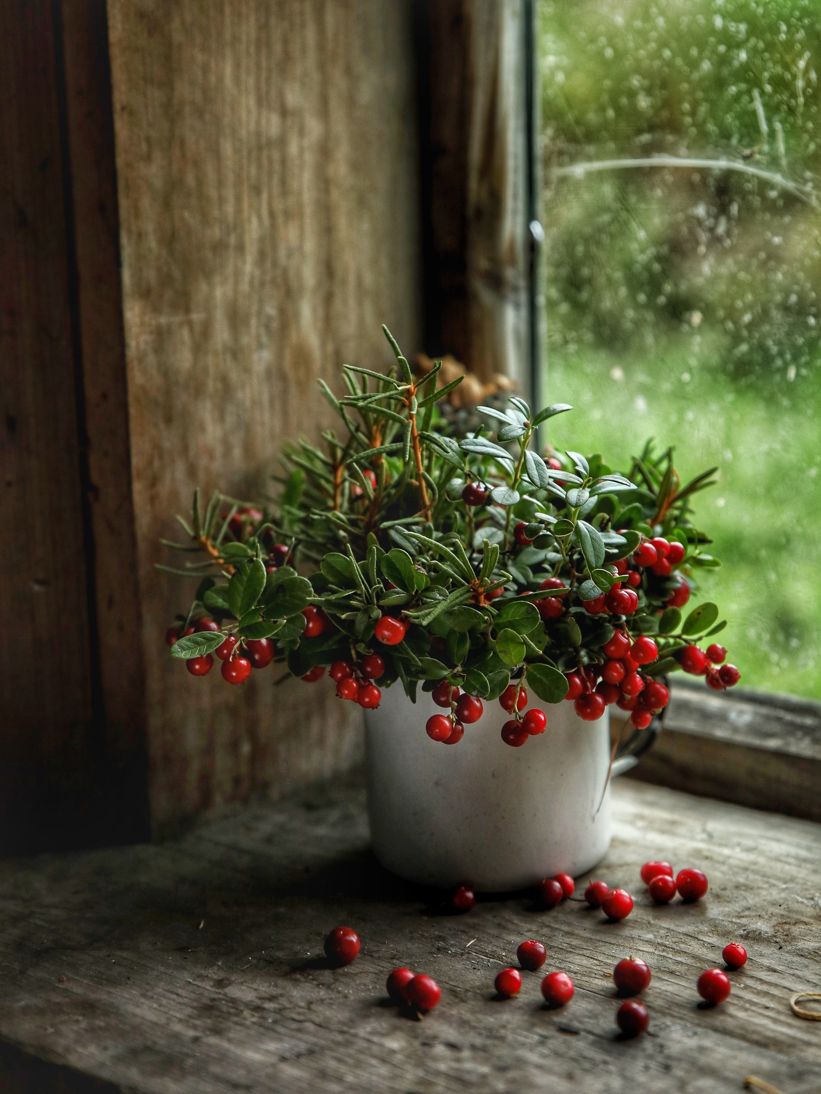 натюрморт, ягоды, брусника, Angelica Medvedeva