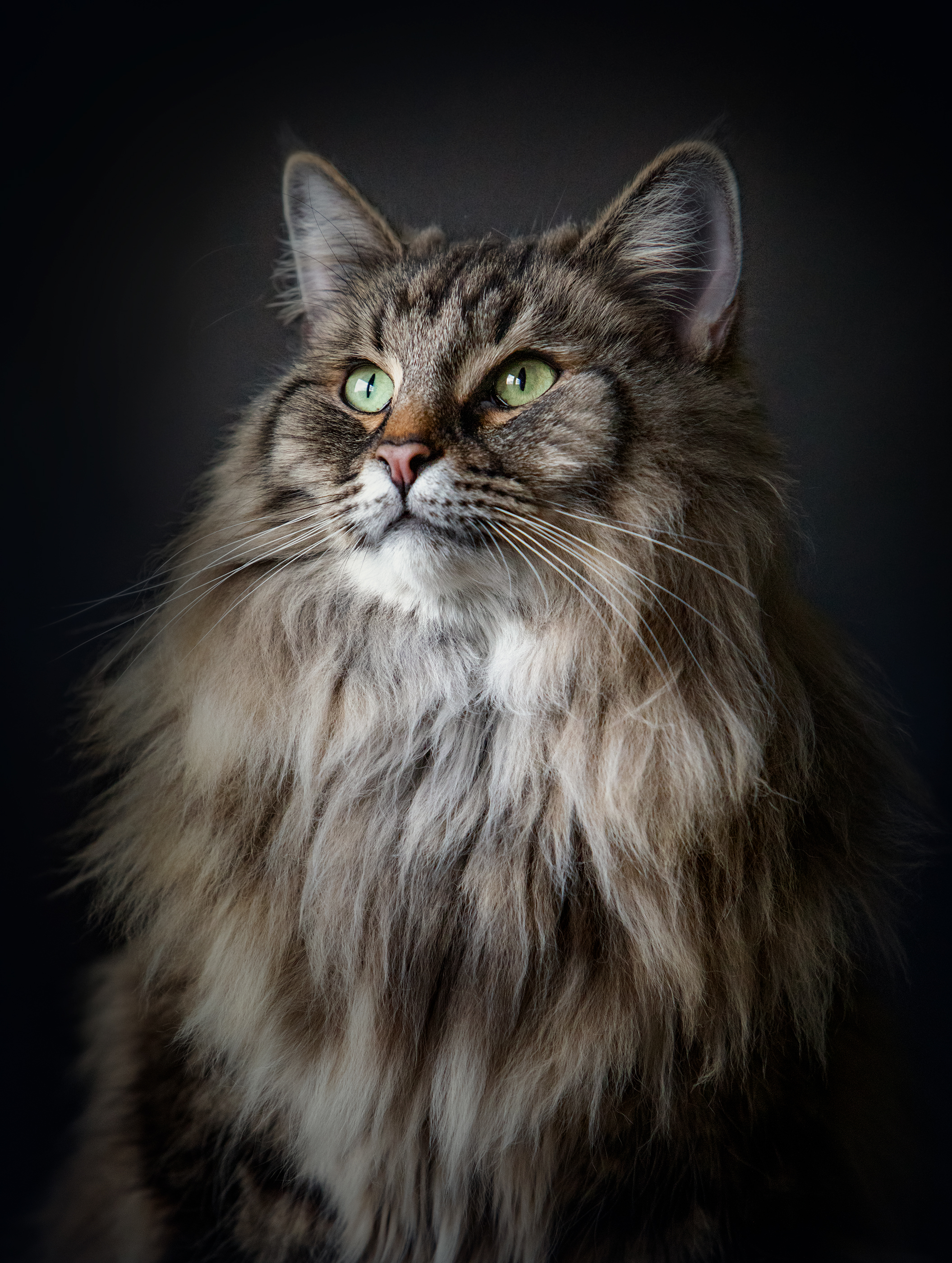 photography,cat,feline,monochrome,black,and,white,natural light,portrait,maine,coon,animal,kitten,, Alexandre Marques