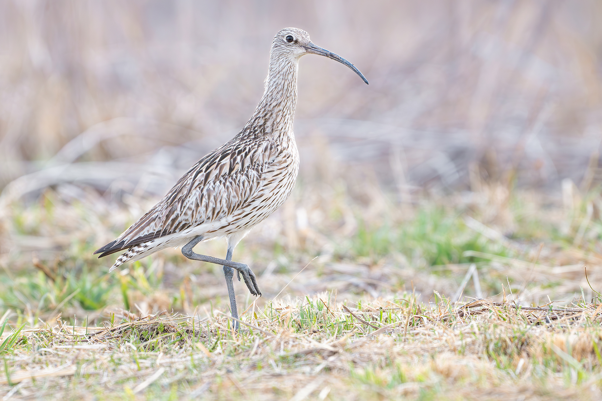 кроншнеп., Сумников Алексей