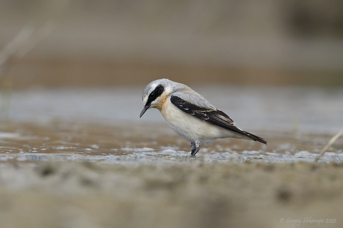 Каменка, Сергей Шкарупо