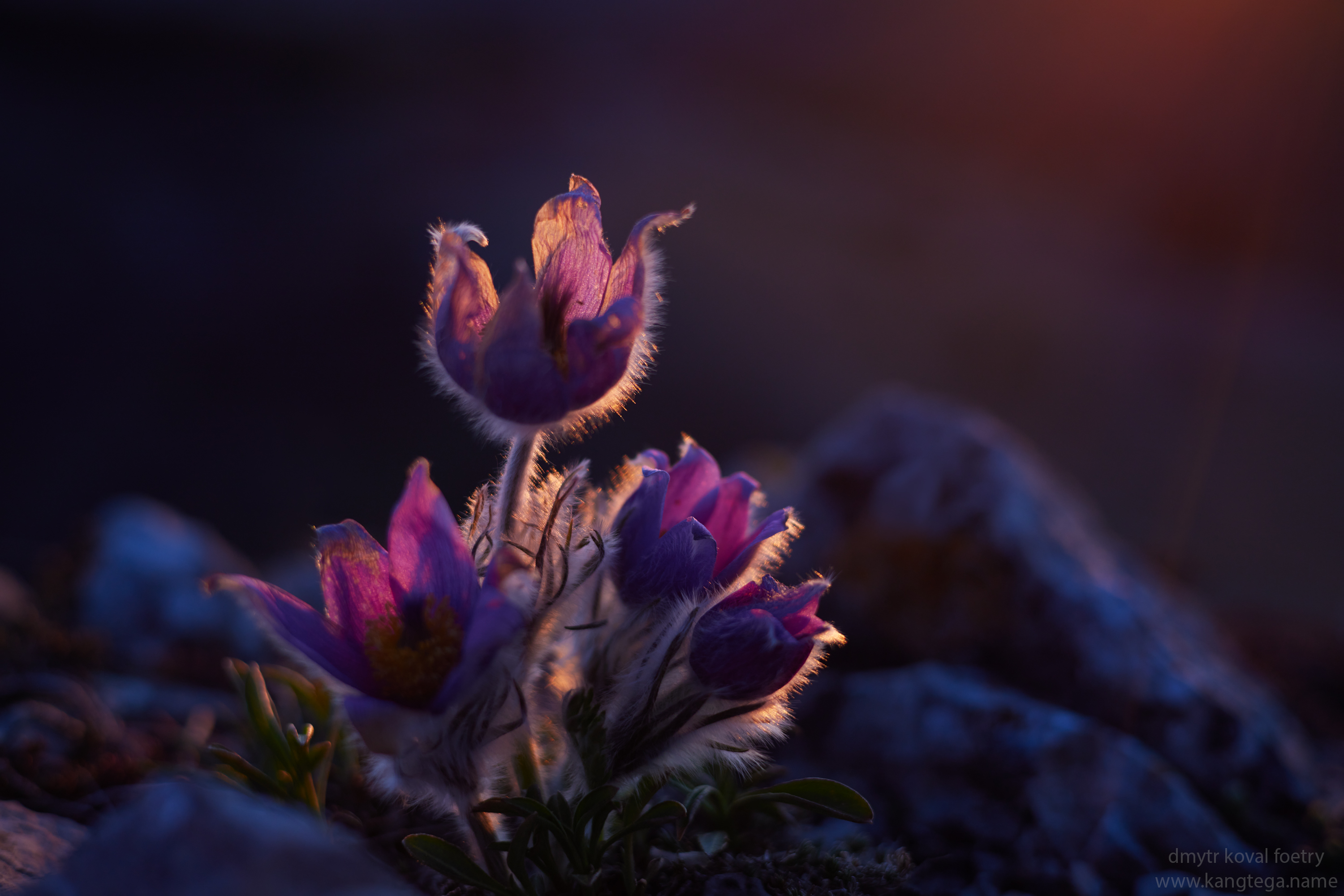 пейзажемагьё, пейзаж-как-виденье, Коваль Дмитр