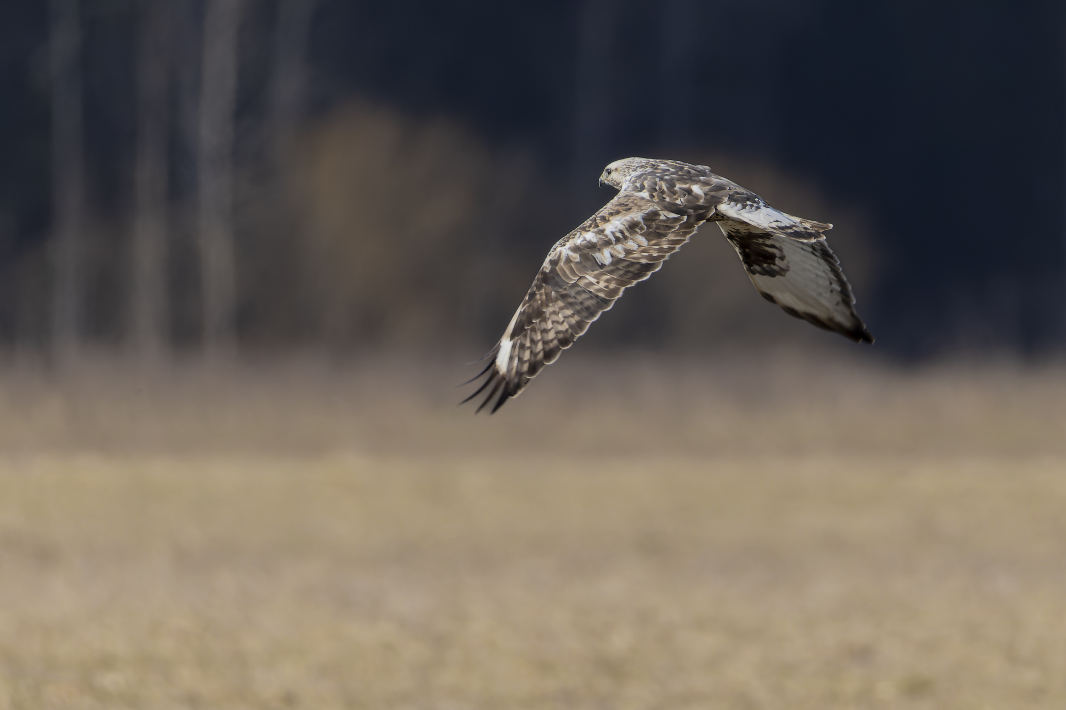 канюк, мохноногий канюк, зимняк, птицы, Руслан Pl