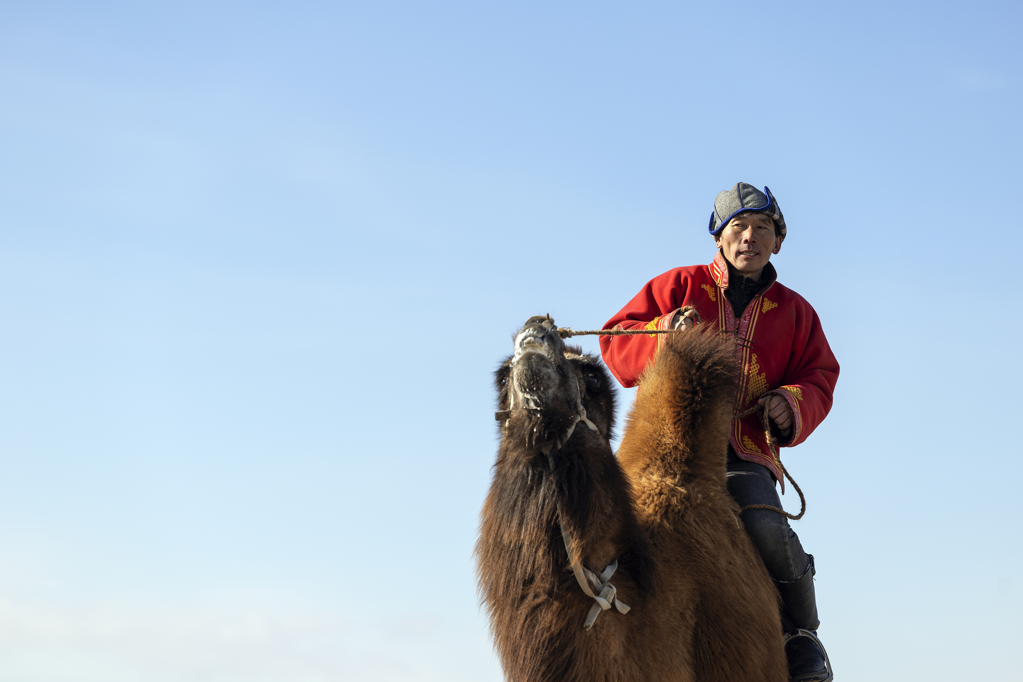 Mongolian camel winter festival, ganzorig miimaa