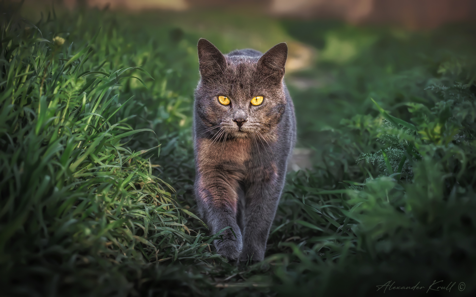 кот, серый, охотник, Круль Александр