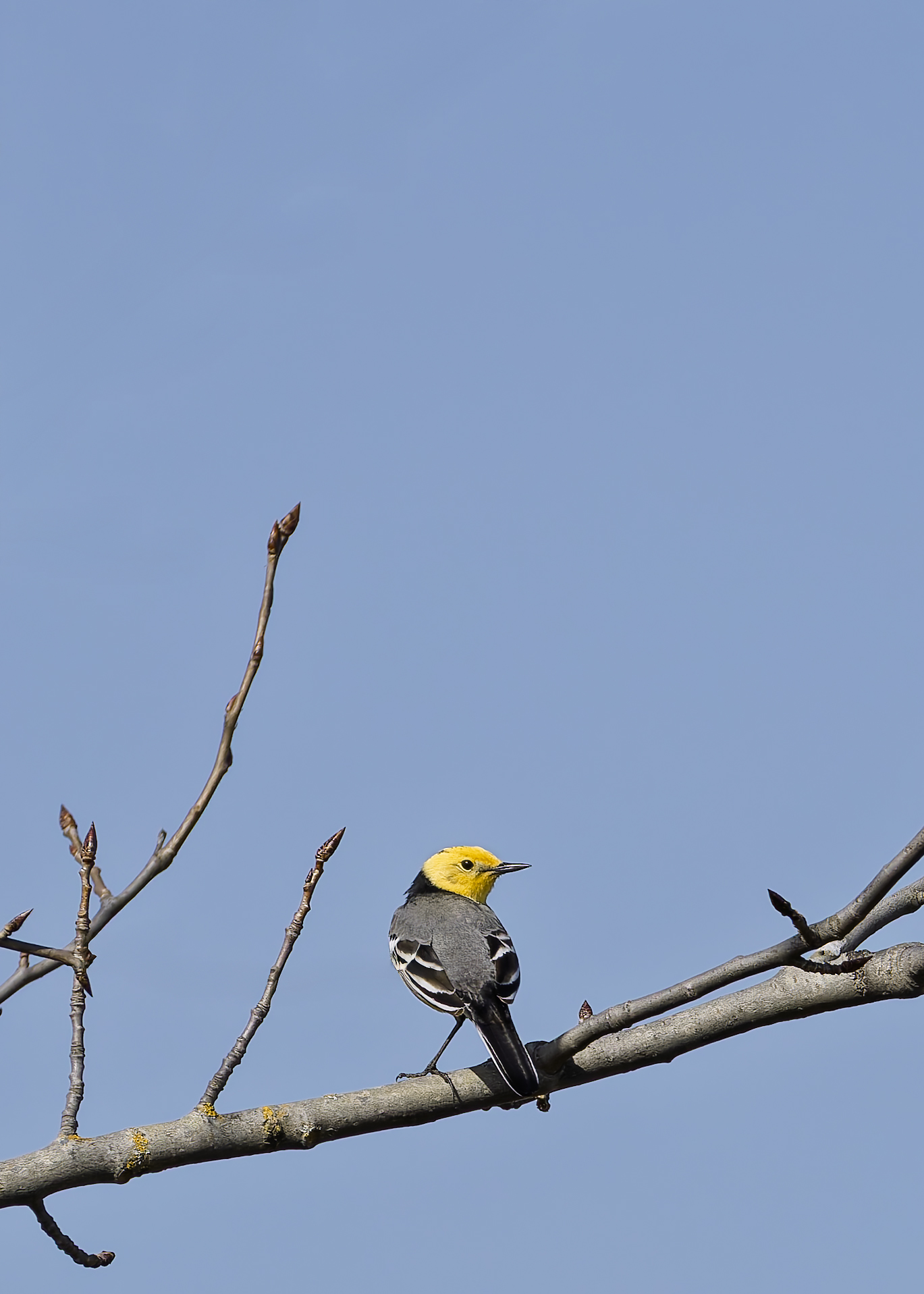 , Загруев Михаил