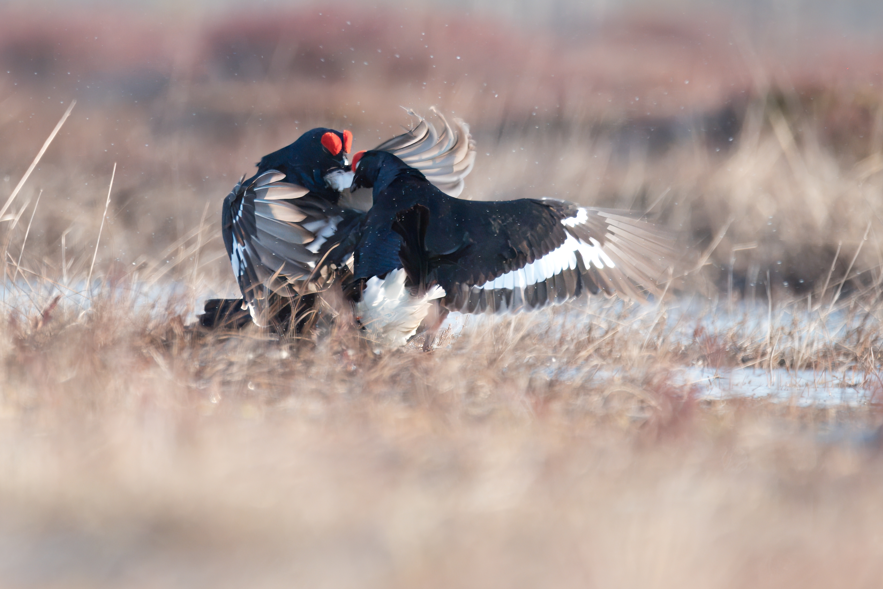 тетерев, grouse, fight, nature, bird, birdwatching, битва, ток, природа, птицы, Ярославль, крылья, взмах, полет, крики, wings, flight, Сергей Немцев