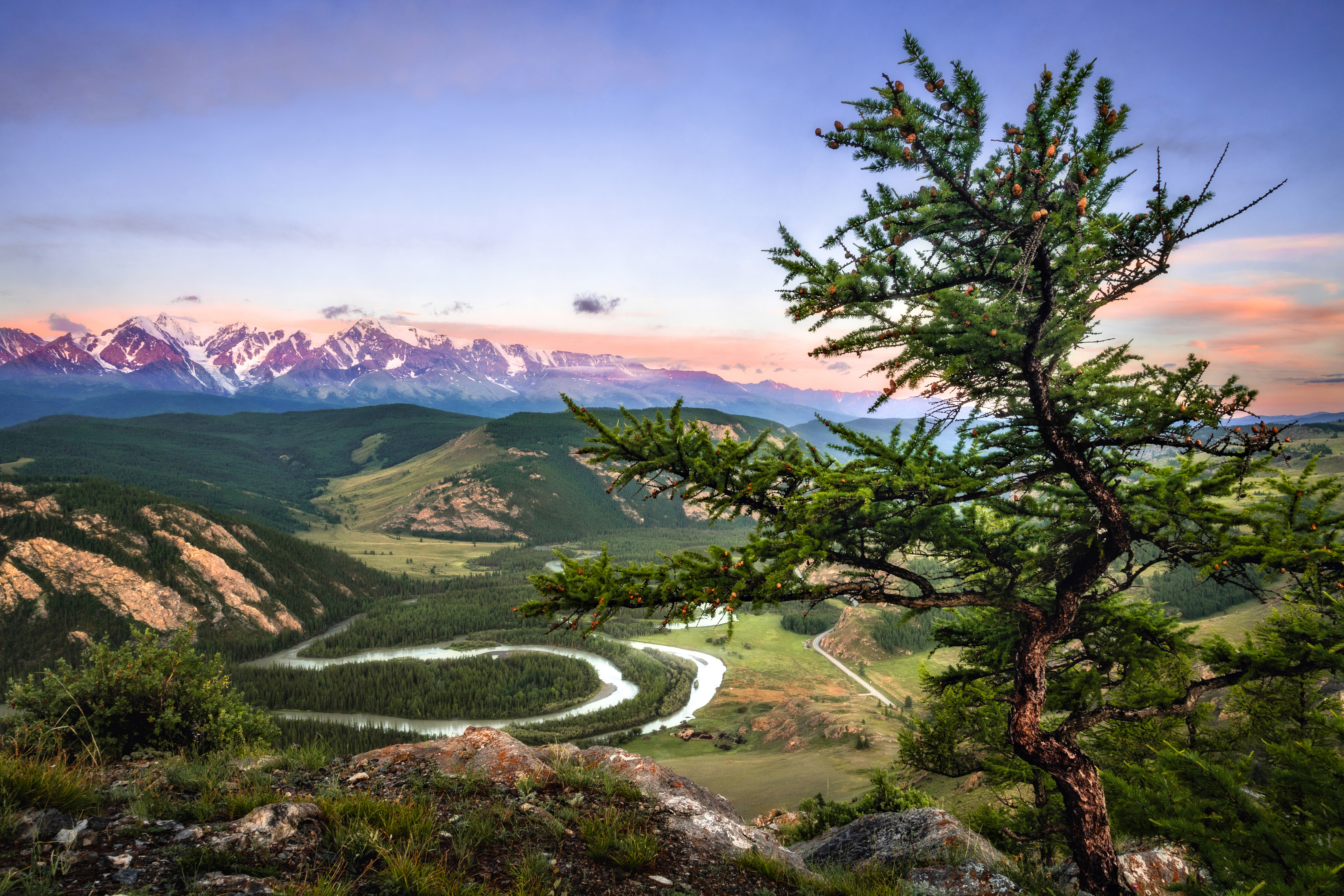 Алтай, синий час, река, дерево, горы, рассвет, Фоменко Артем