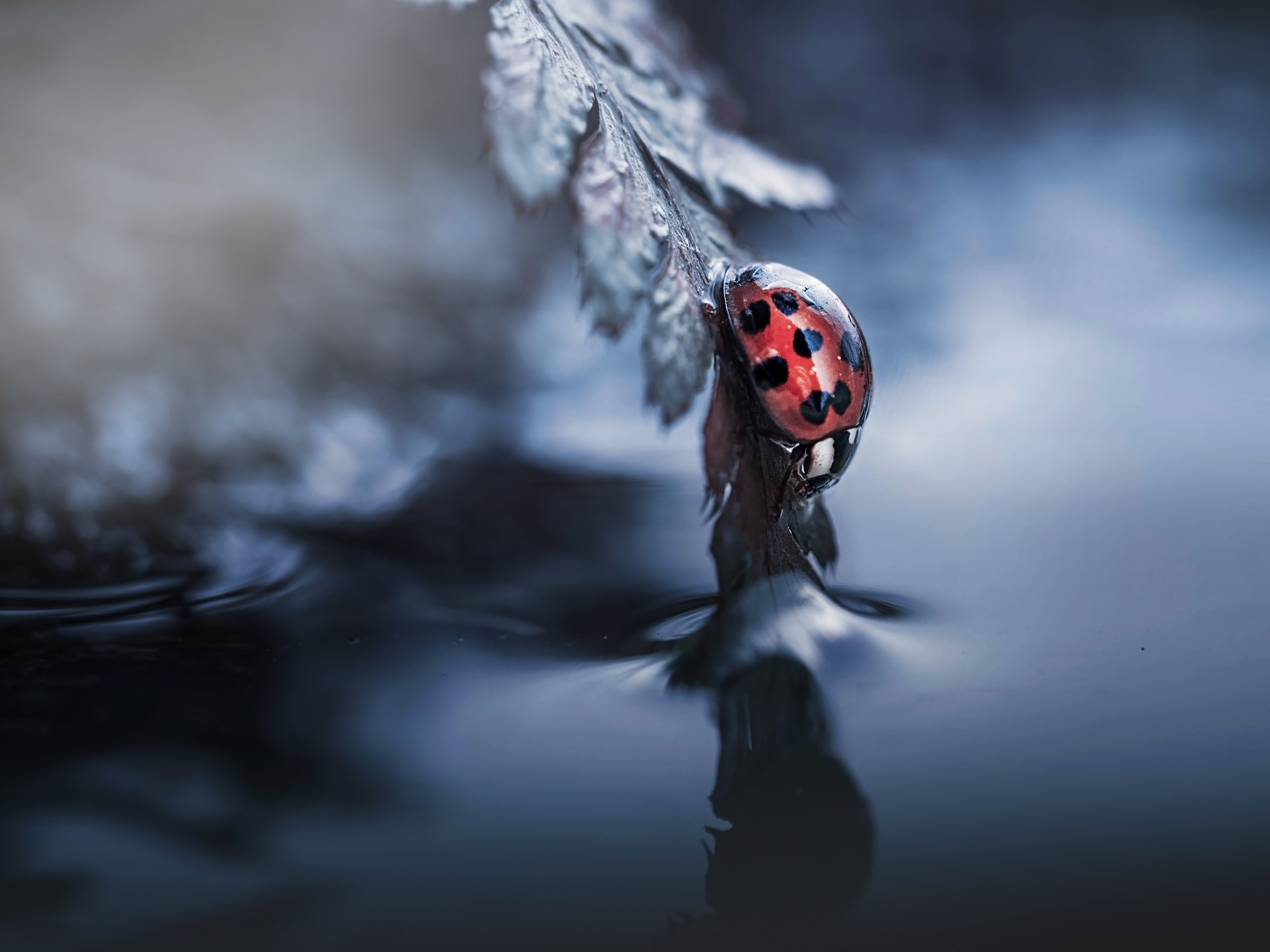 , Лапшина Владлена