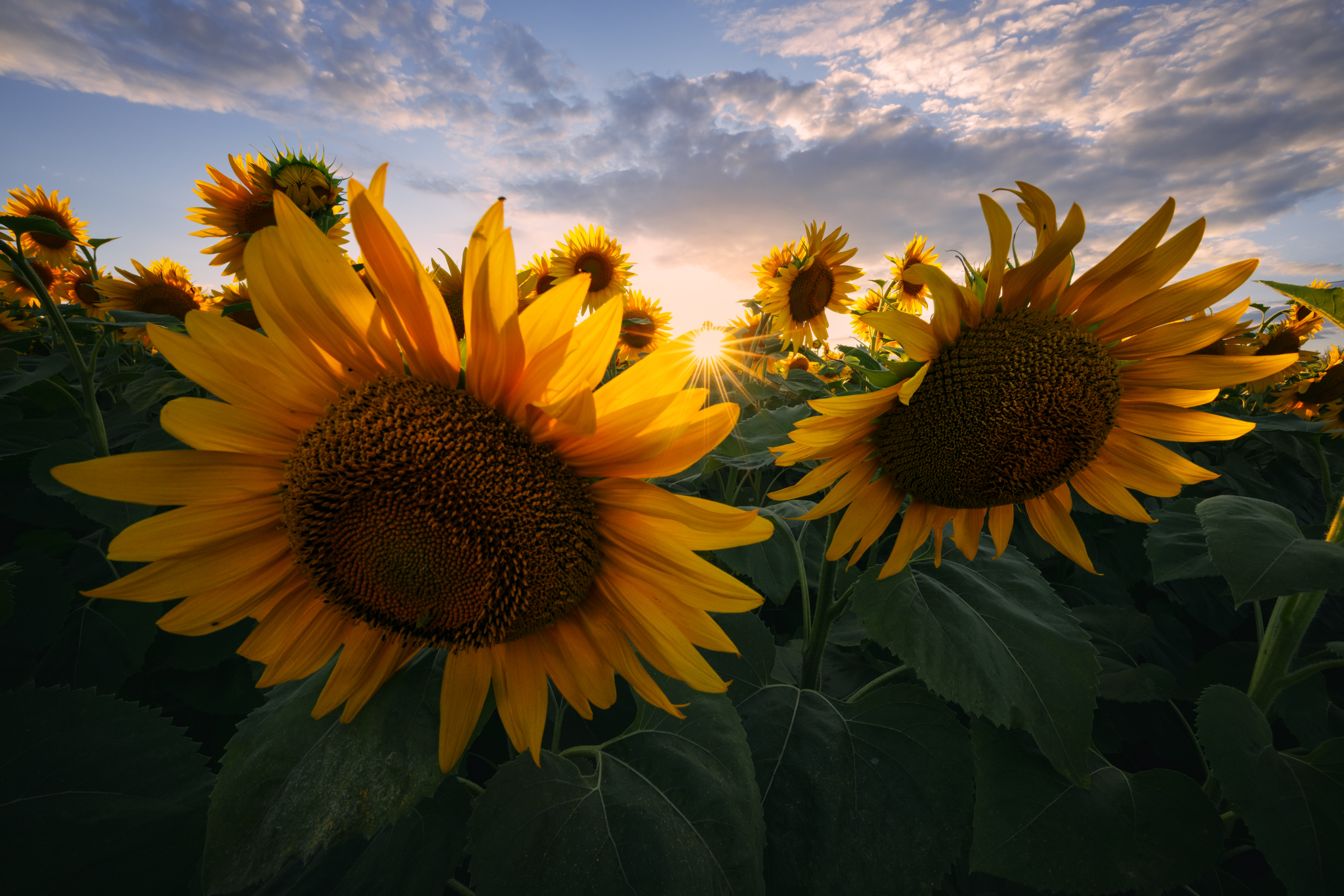 sunflower, nature, summer, yellow, outdoors, rural, flower, sun, beauty, green, sunlight, leaf, petal, close-up, blue, landscape, sunset, пейзаж, закат, лето, подсолнух, солнце, природа, небо, Андрей