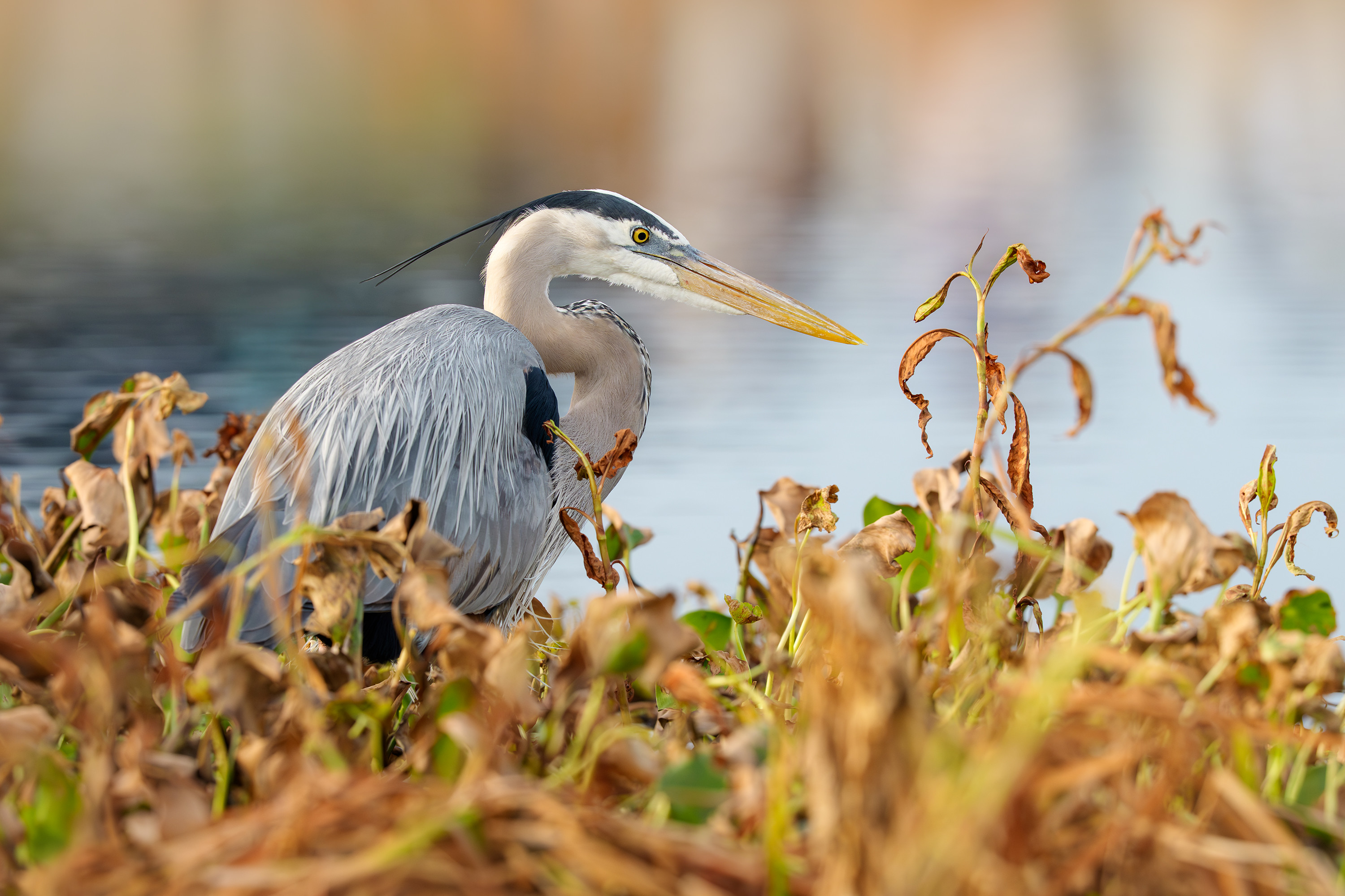 птица, фотоохота, цапля, природа, фауна, Vladimir Kulikov