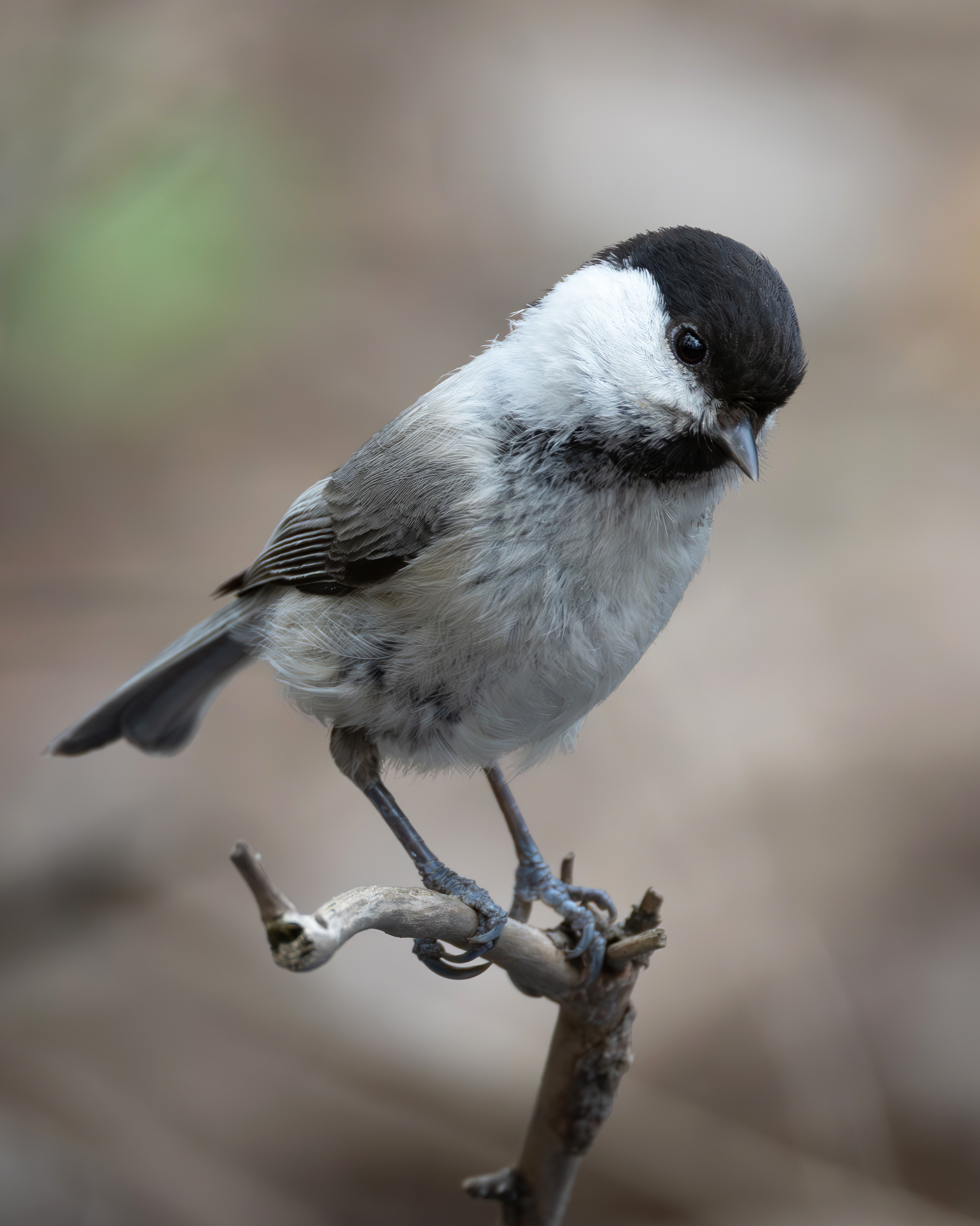 буроголовая гаичка, фото птиц, гаичка, пухляк, Александр Шипиленко