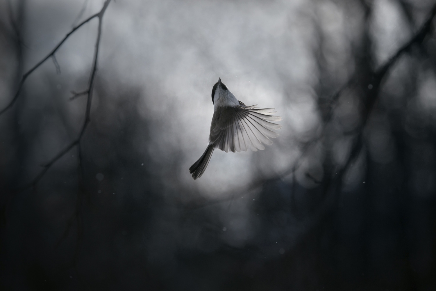 лес, свет, вечер, природа, синица, птицы, Баранов Олег