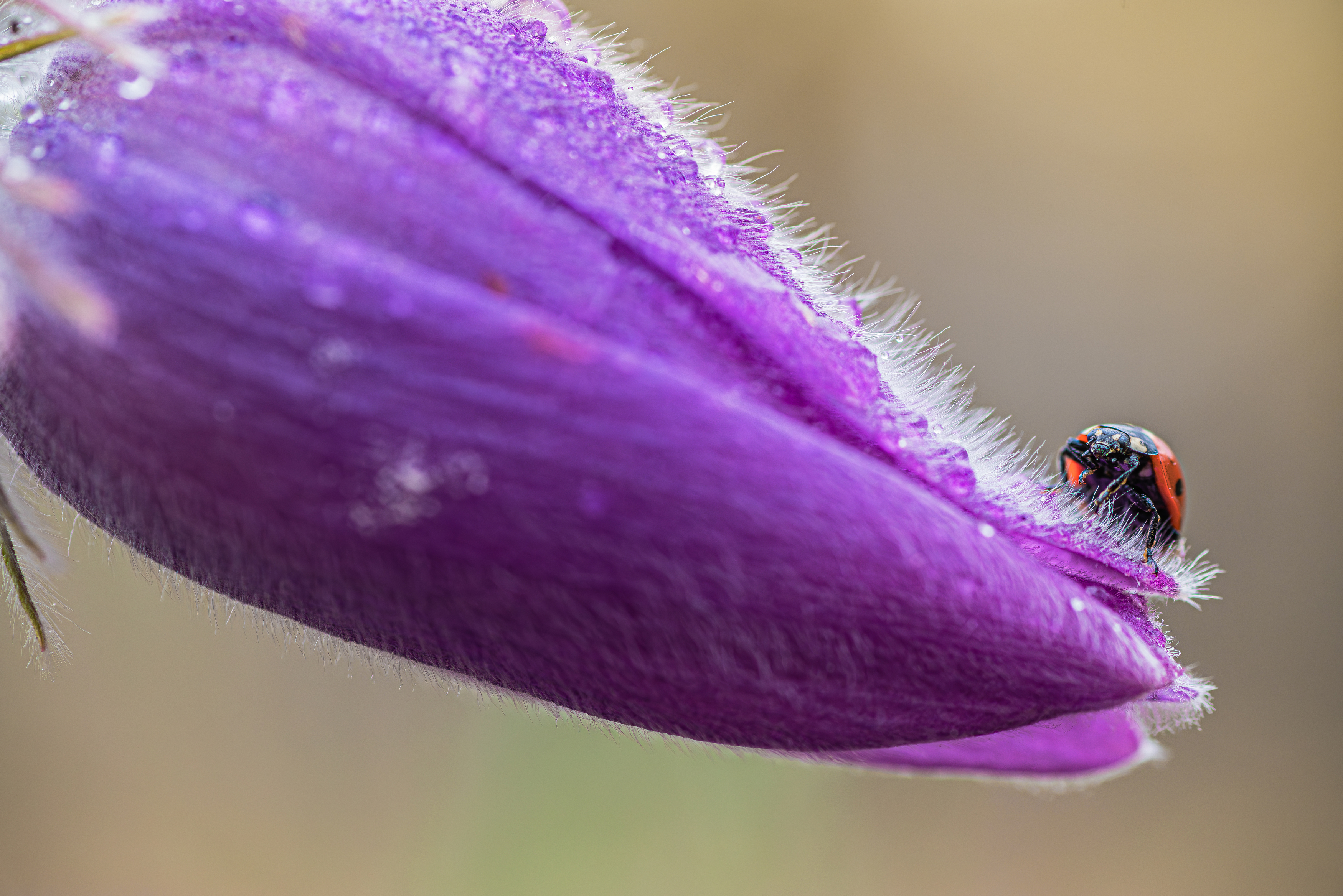 , Зайцев Роман