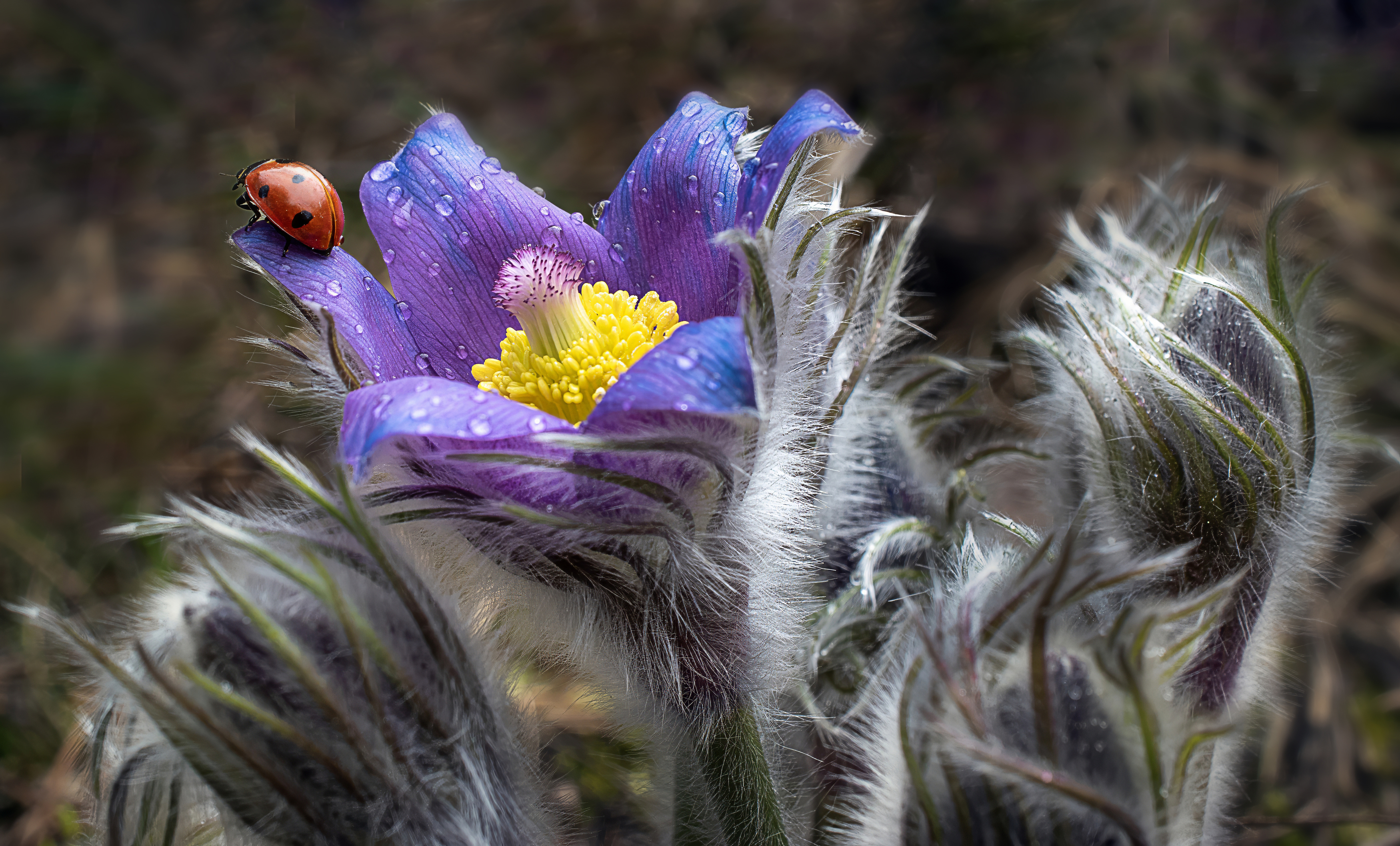 , Людмила Железнова