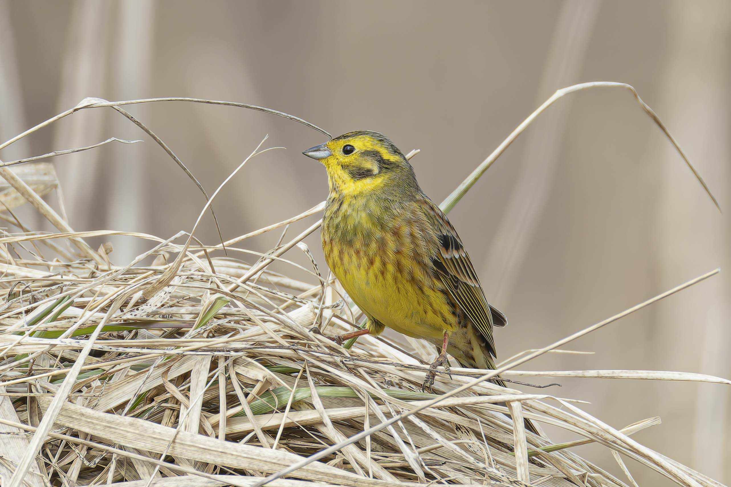 обыкновенная, овсянка, Руслан Pl