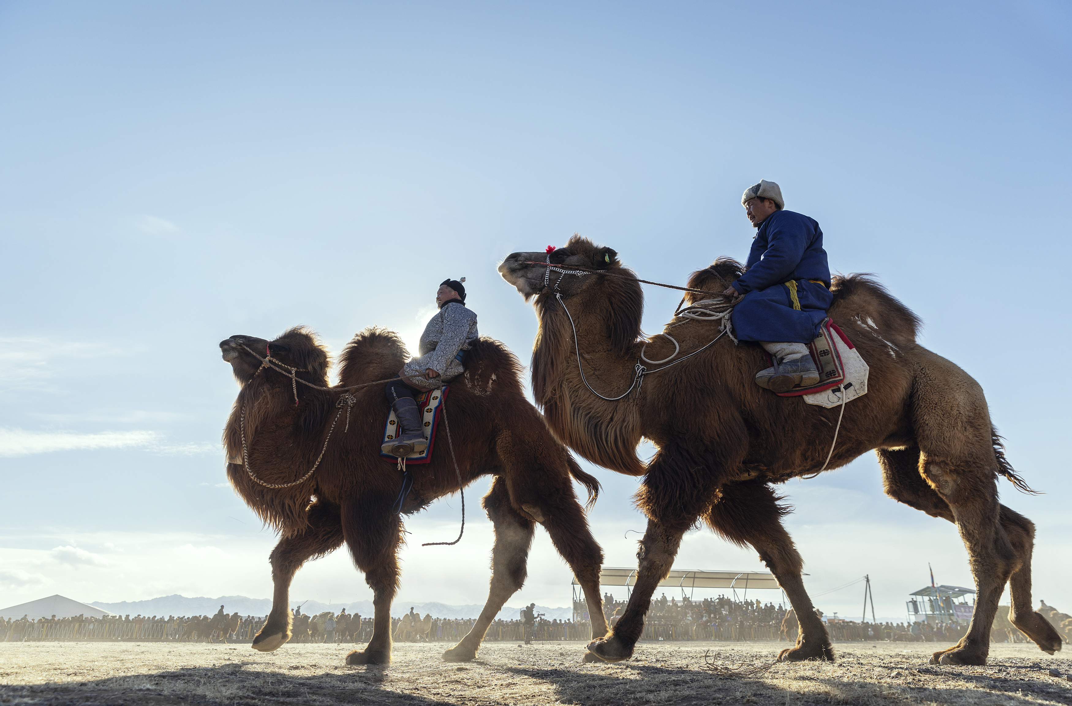 Mongolian camel winter festival, ganzorig miimaa