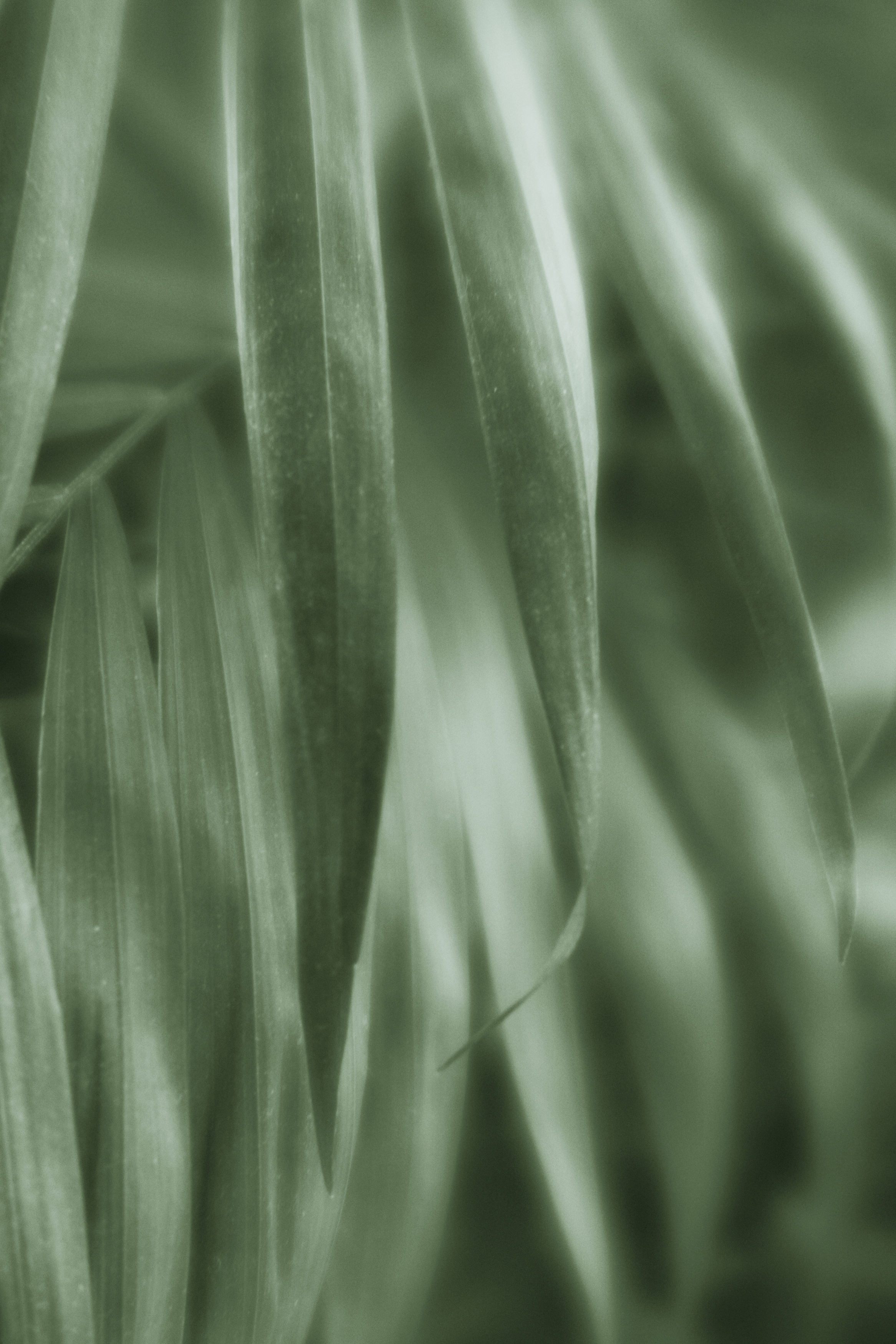 , Таня Смолевская