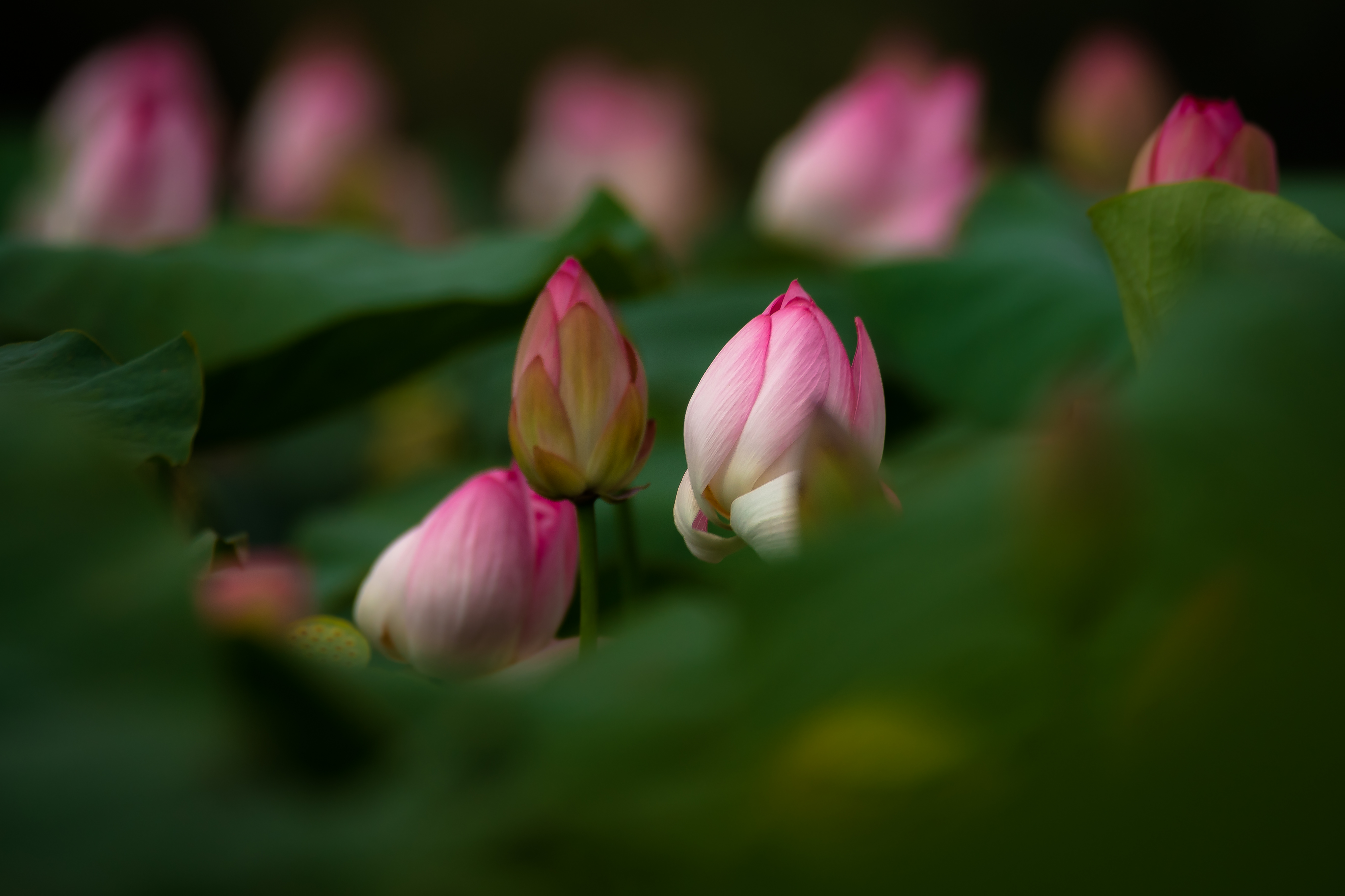 лотос, Соварцева Ксения