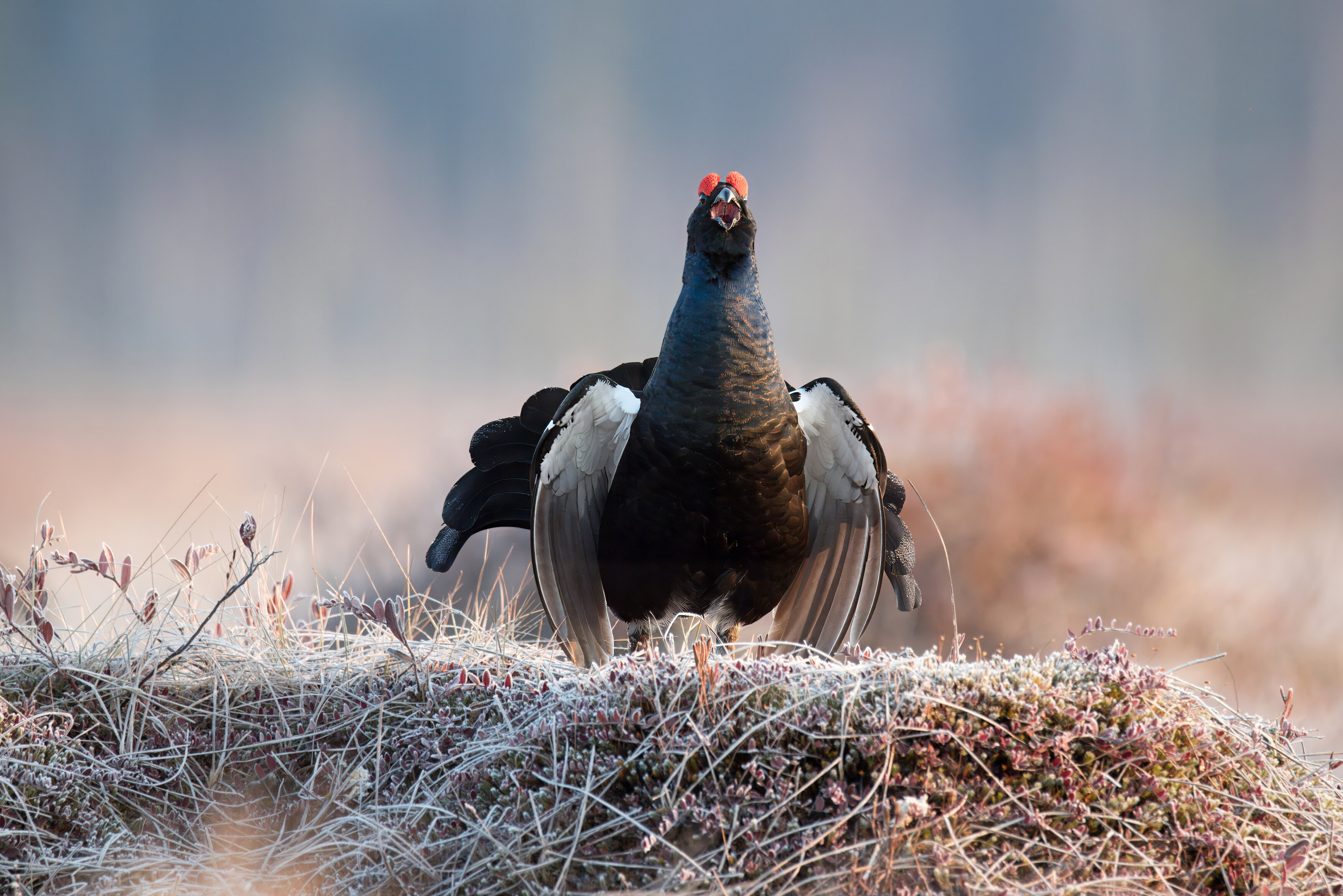 тетерев, grouse, fight, nature, bird, birdwatching, битва, ток, природа, птицы, Ярославль, крылья, взмах, полет, крики, wings, flight, Сергей Немцев