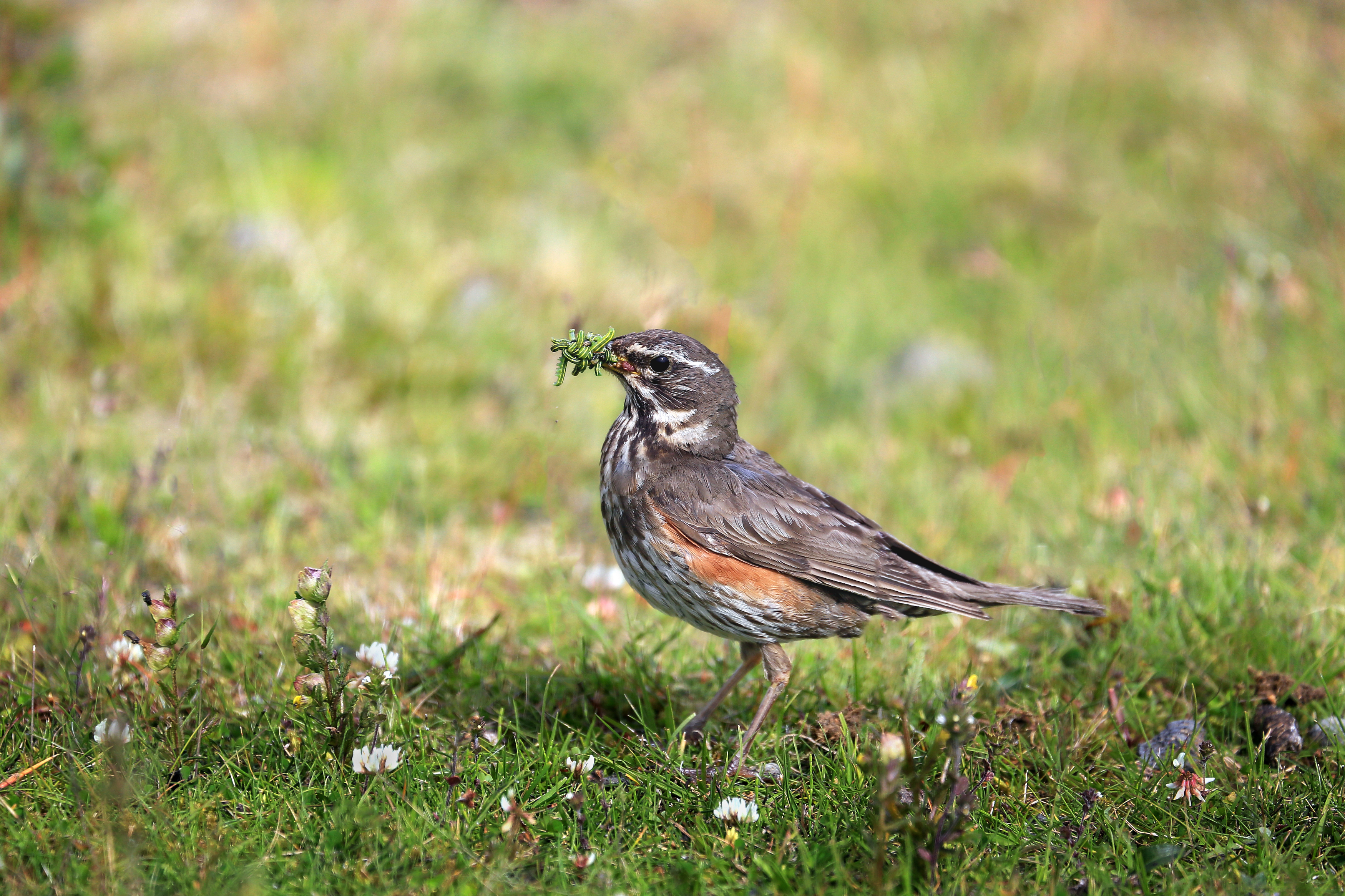птица, bird, Mikhail Konarev
