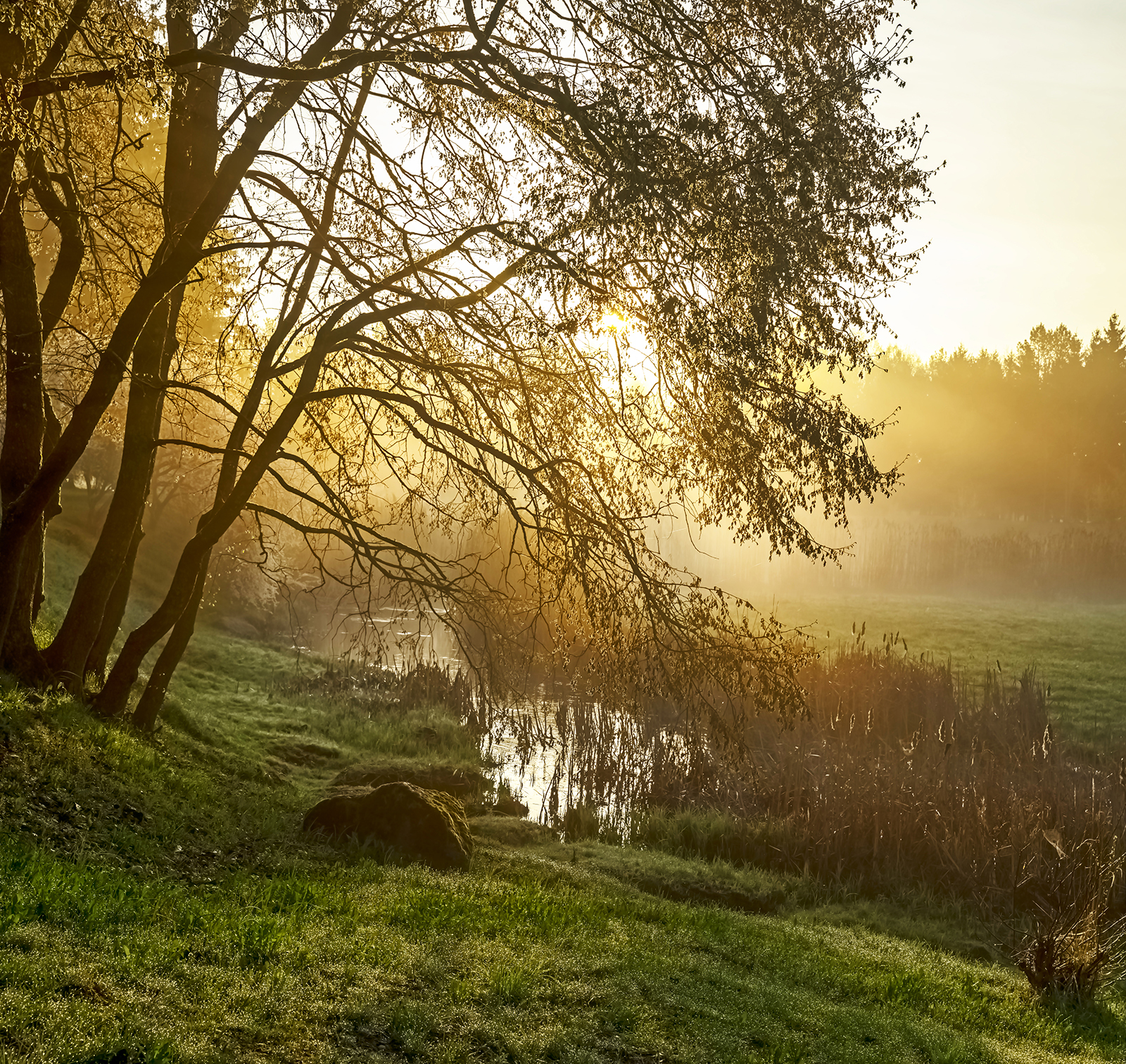 morning light, Eugenijus Rauduve