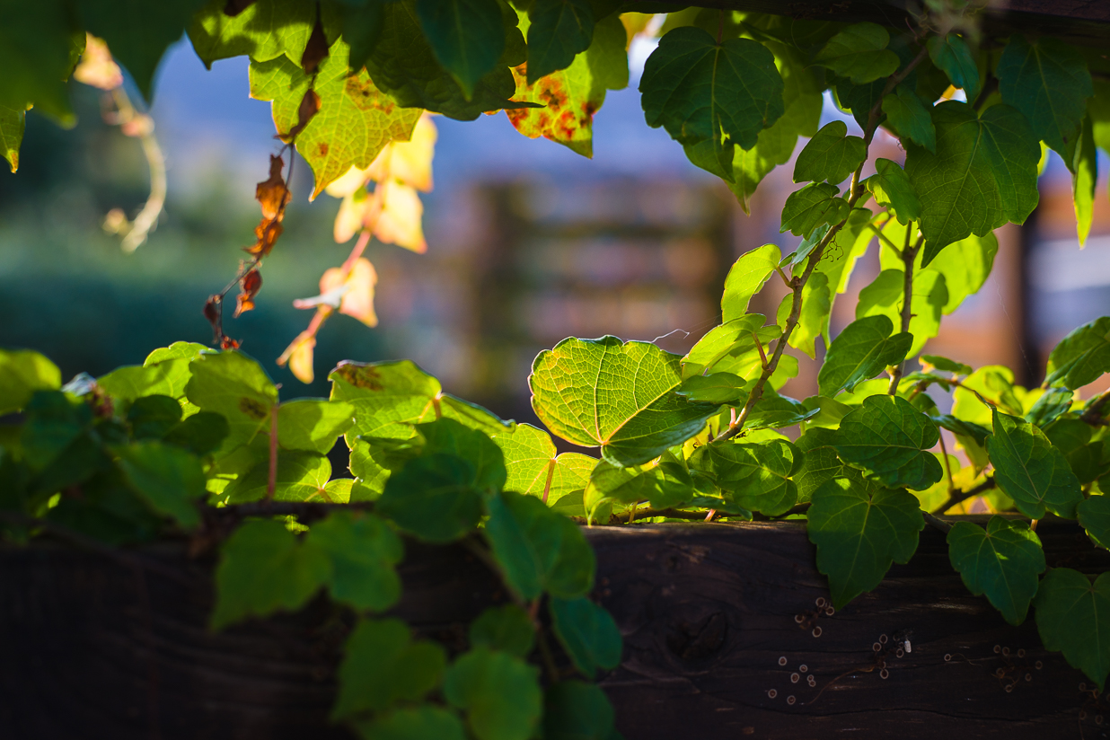 , Станислав