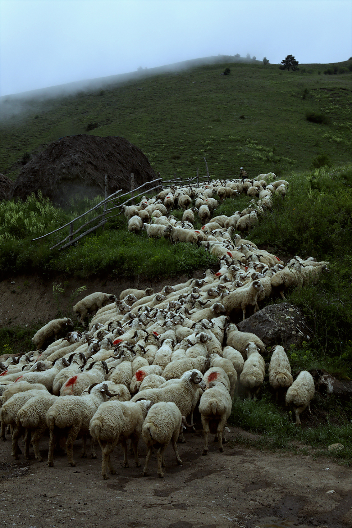 , Туева Наталья
