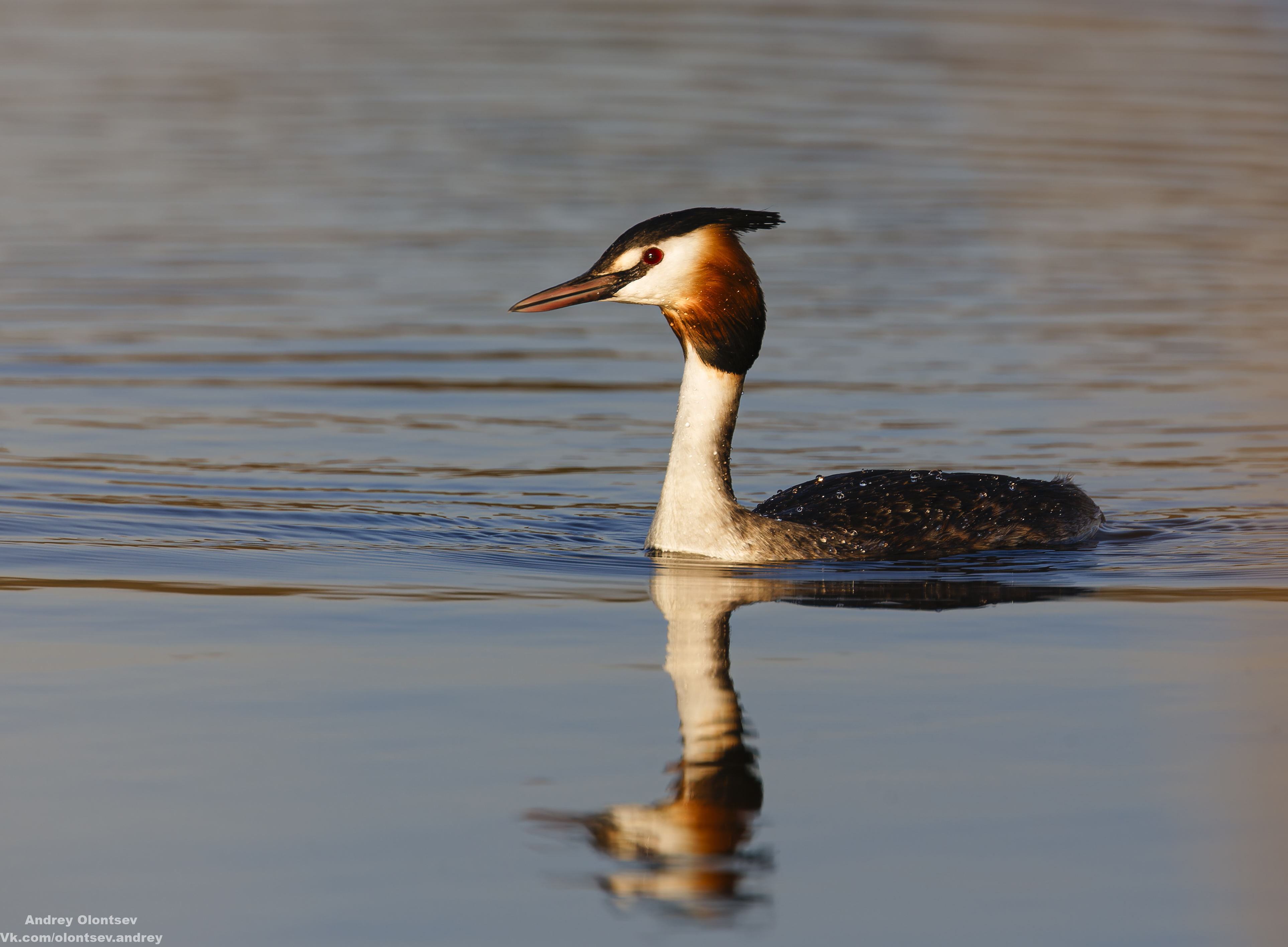 солнце, россия, рассвет, природа, подмосковье, погода, пейзажи, пейзаж, отражение, наукоград, красота, дубна, вода, весна, weather, water, spring, russia, reflection, naukograd, nature, moscow, landscape, dawn, canon, dubna, beauty, Олонцев Андрей