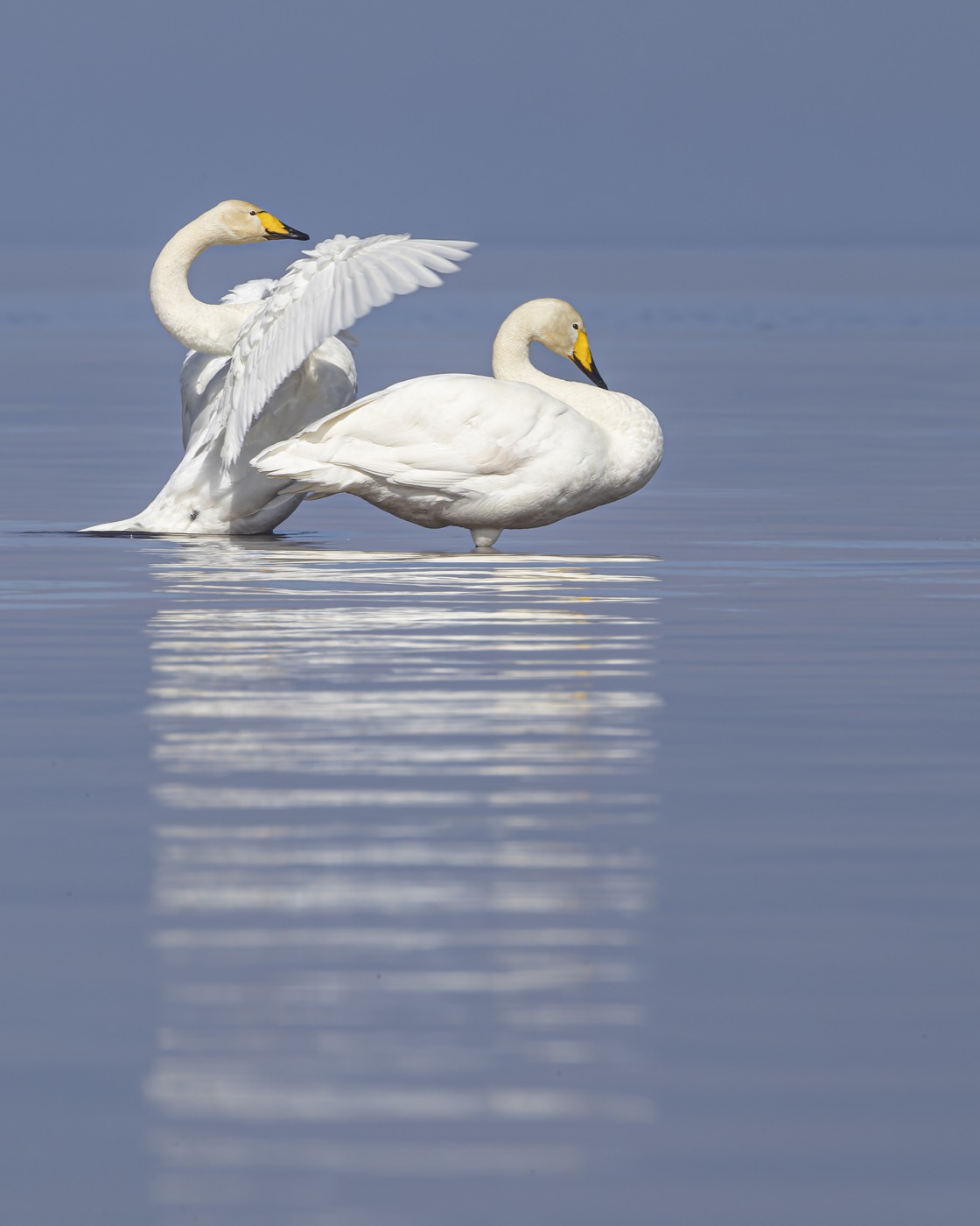 лебедь-кликун, лебедь кликун, лебедь, кликун, Руслан Pl