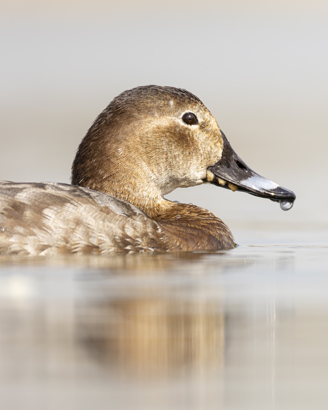 красноголовый нырок, нырок, птицы, Руслан Pl