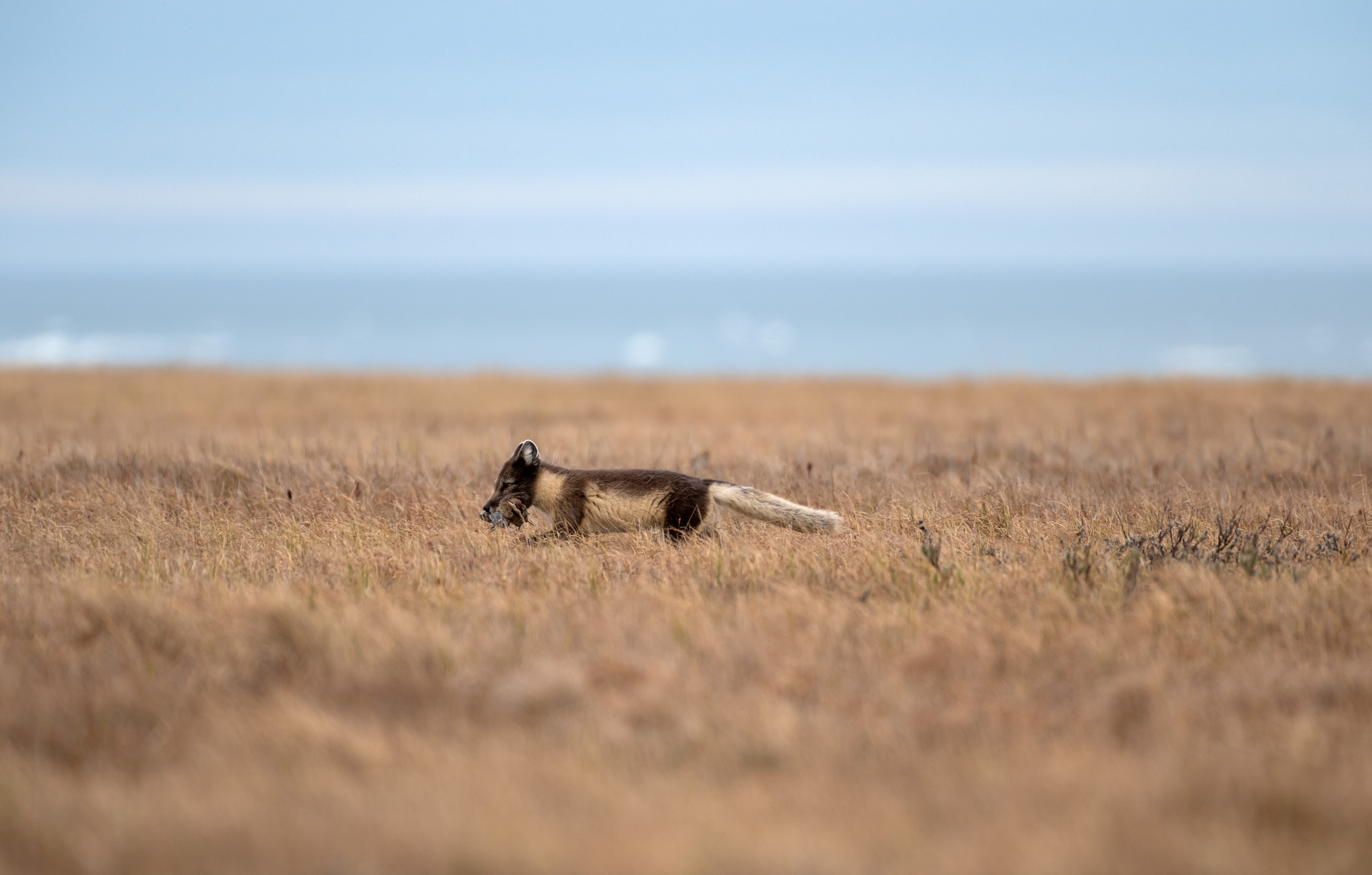 животные,песец,харасавэй,ямало-ненецкий ао., алексей овчинников