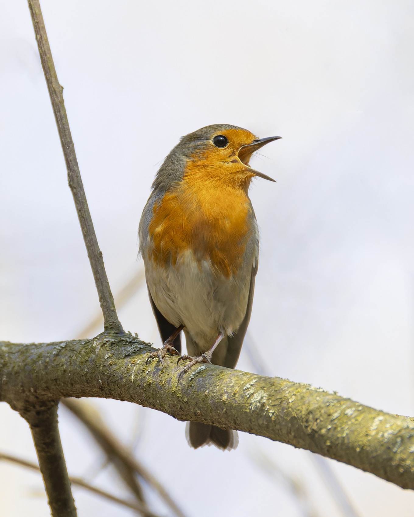 малиновка, зарянка, птицы, весна, Руслан Pl