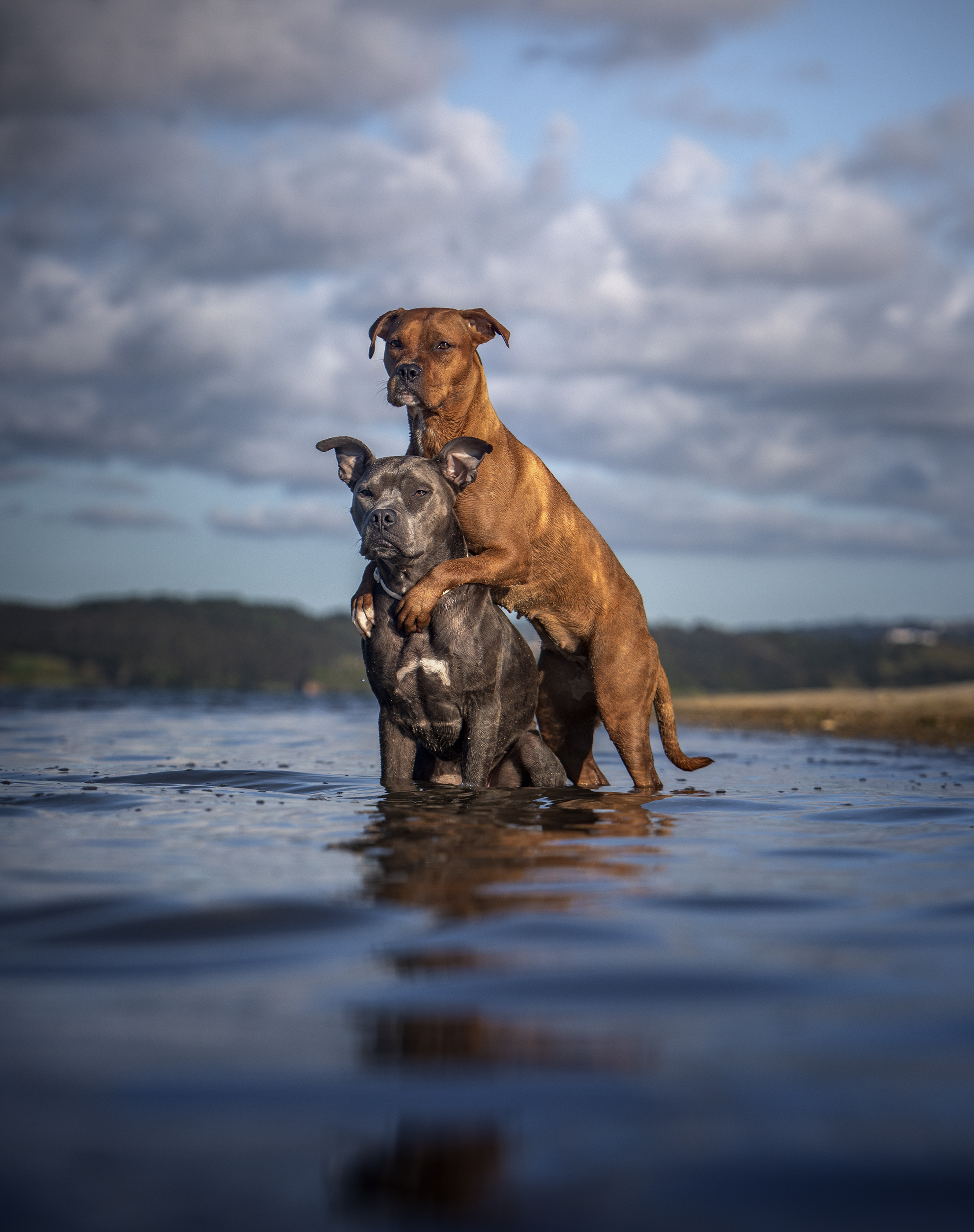 photography,dogs,pets,animal,canine,portrait,pit,bull,hug,water,summer,travel,outdoors,natural,light,two,nature,clouds, Alexandre Marques