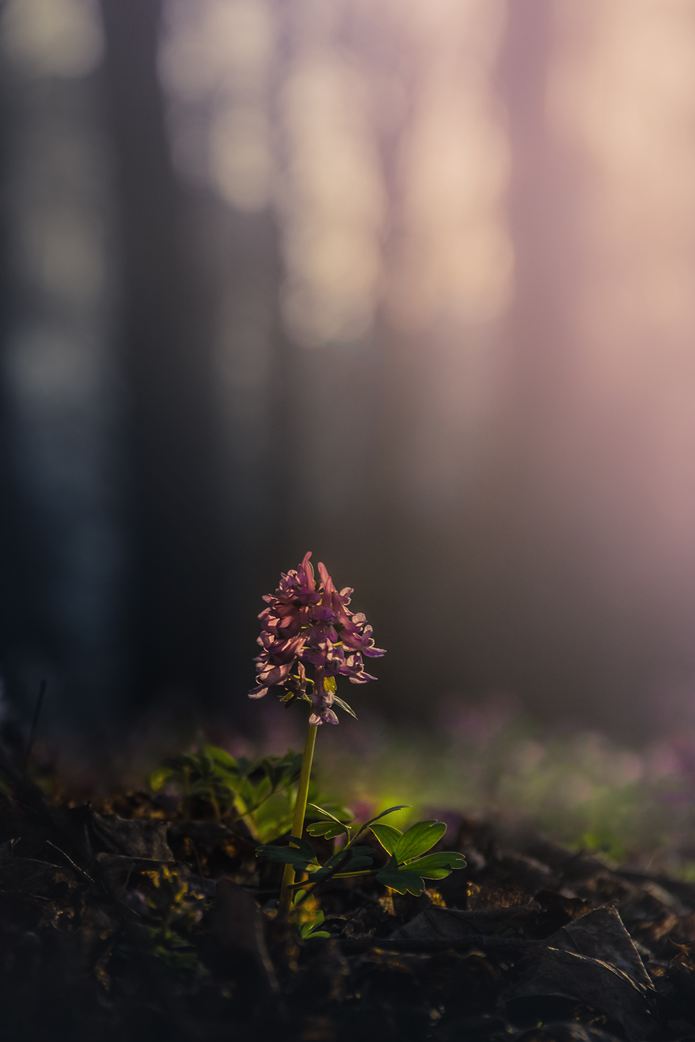 , Елена Рубинская