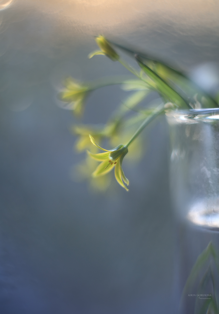 ,пасхальное,весна,цветы,свет,ирина горюкина,беларусь, ИРИНА ГОРЮКИНА