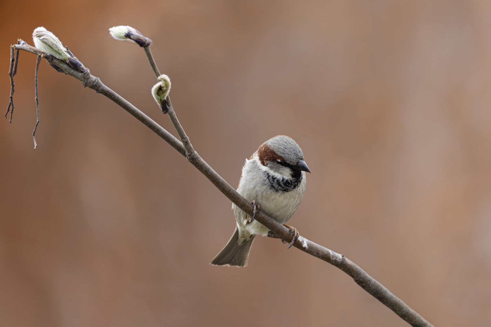 воробей, домовой воробей, Руслан Pl