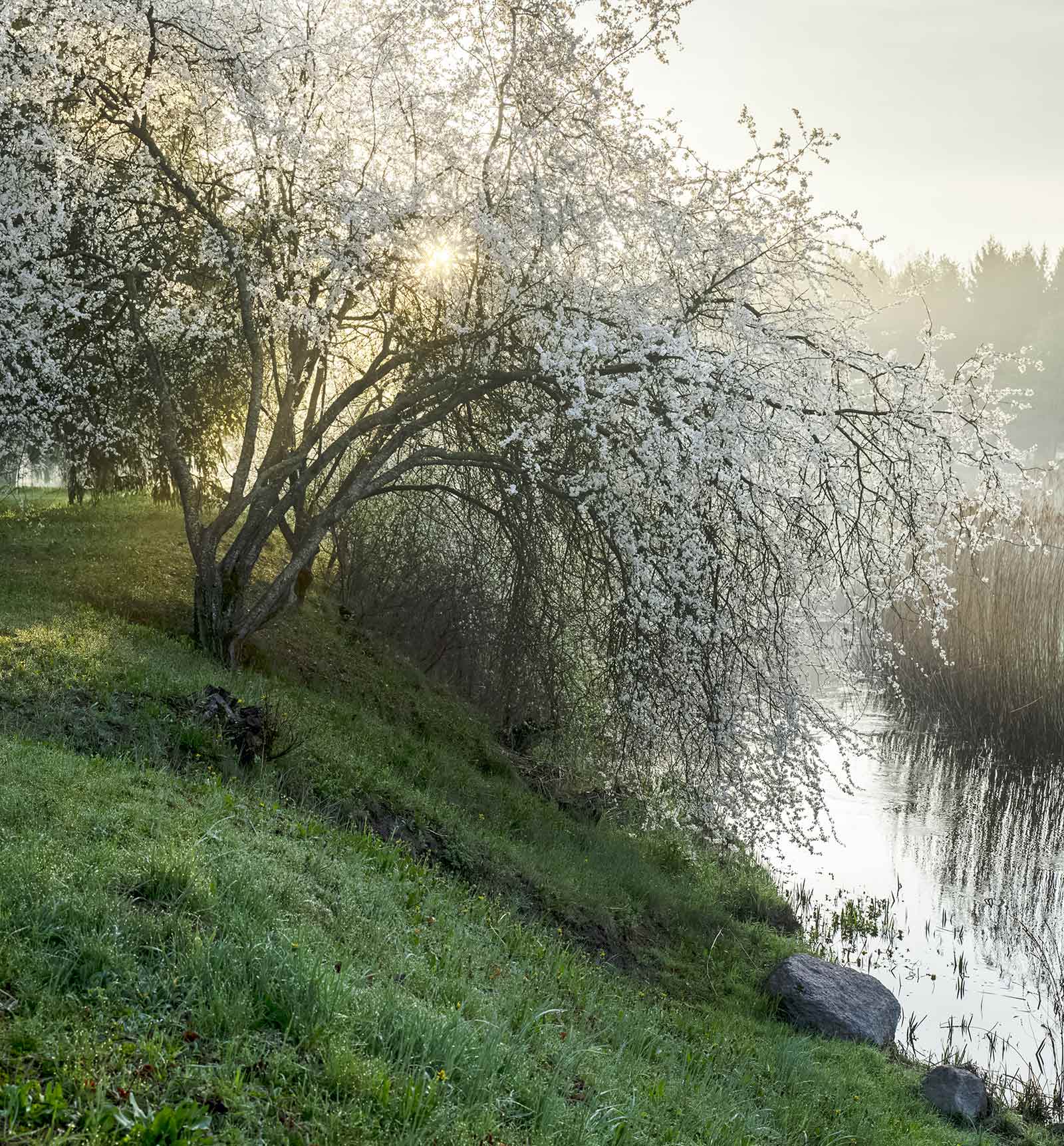 blossom,tree,river,morning,fog, Eugenijus Rauduve