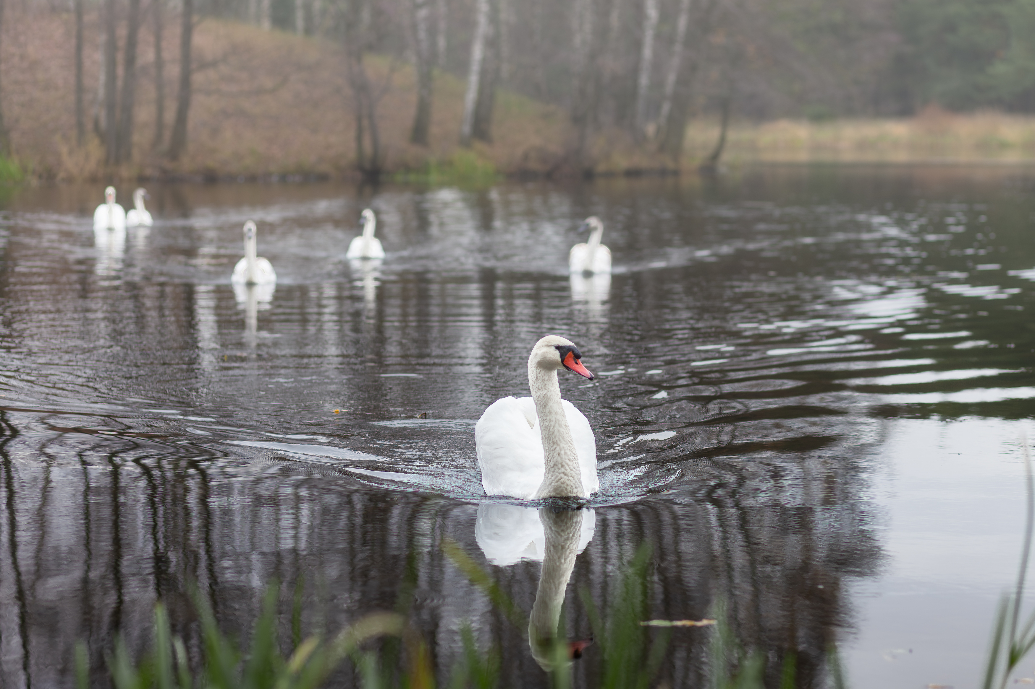 , Шимаковский Юрий