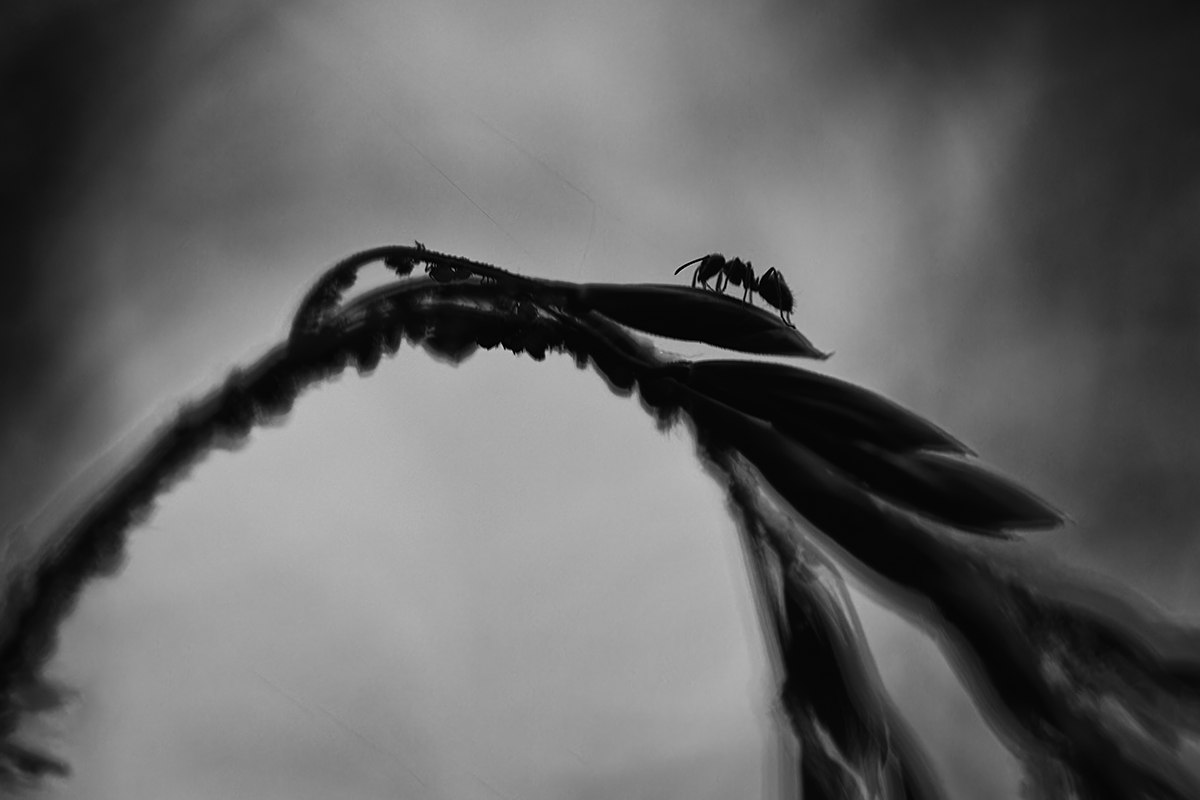 макро, муравей, ant, macro, Хилько Марина