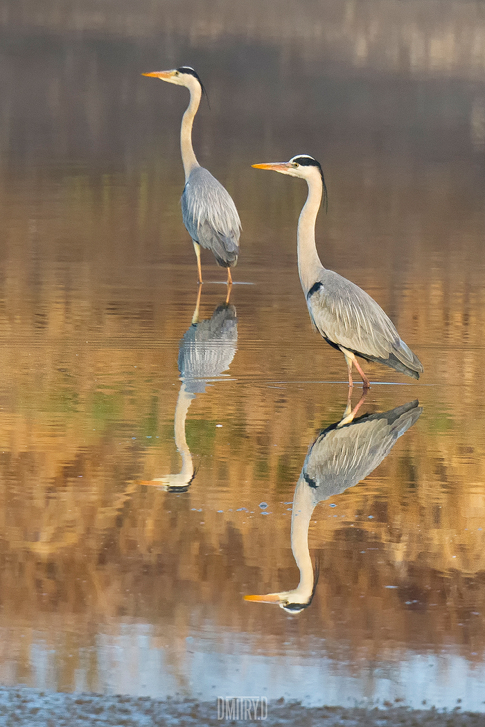 , Дмитрий Доронин