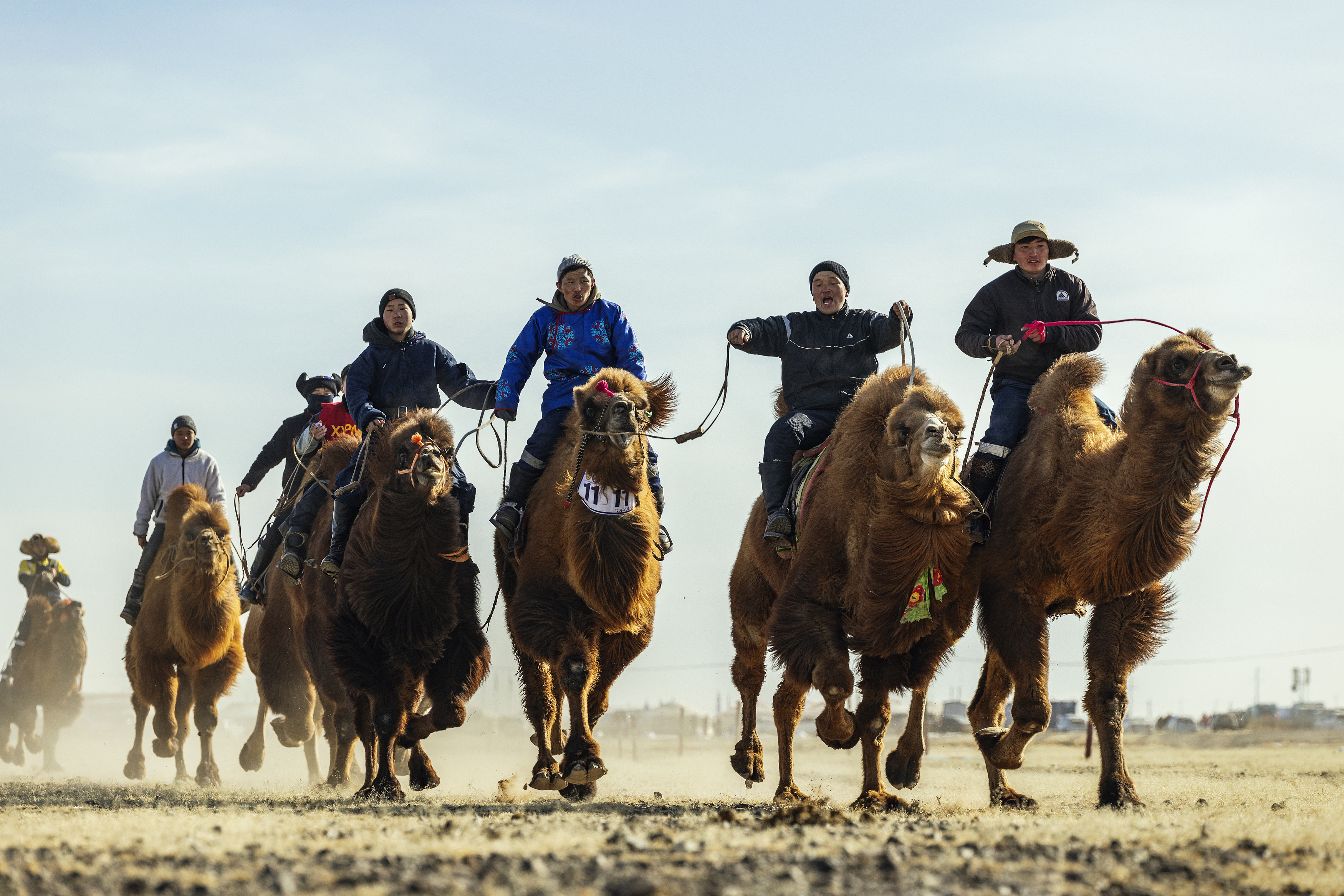 Mongolian camel winter festival, ganzorig miimaa